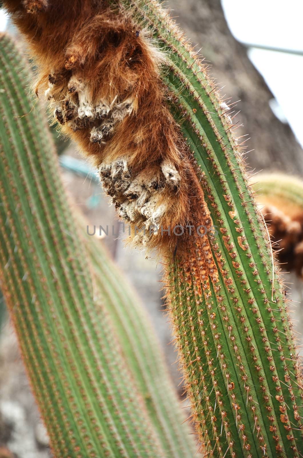 Wooly cactus by tang90246