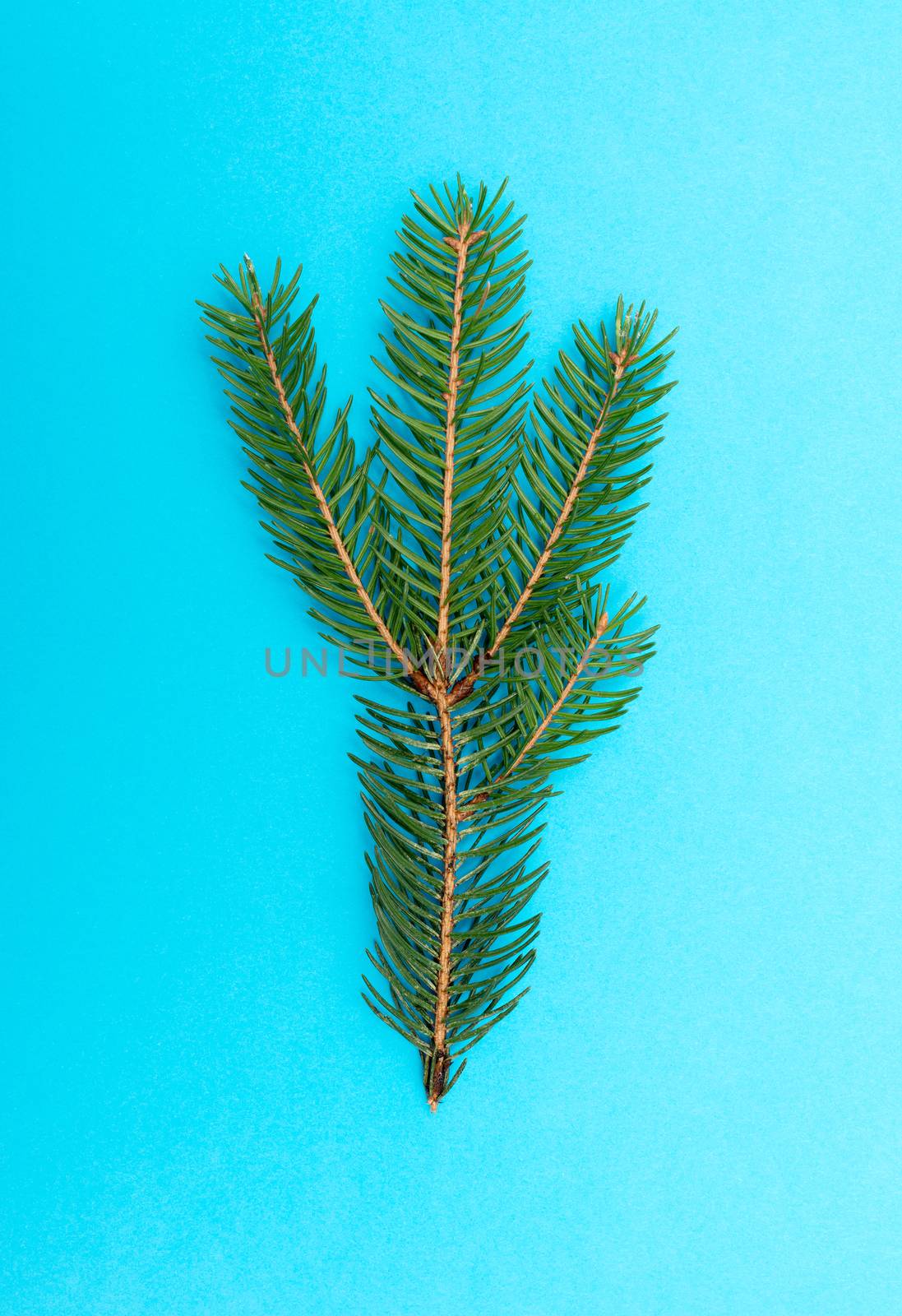 Fir branch isolated on a blue background