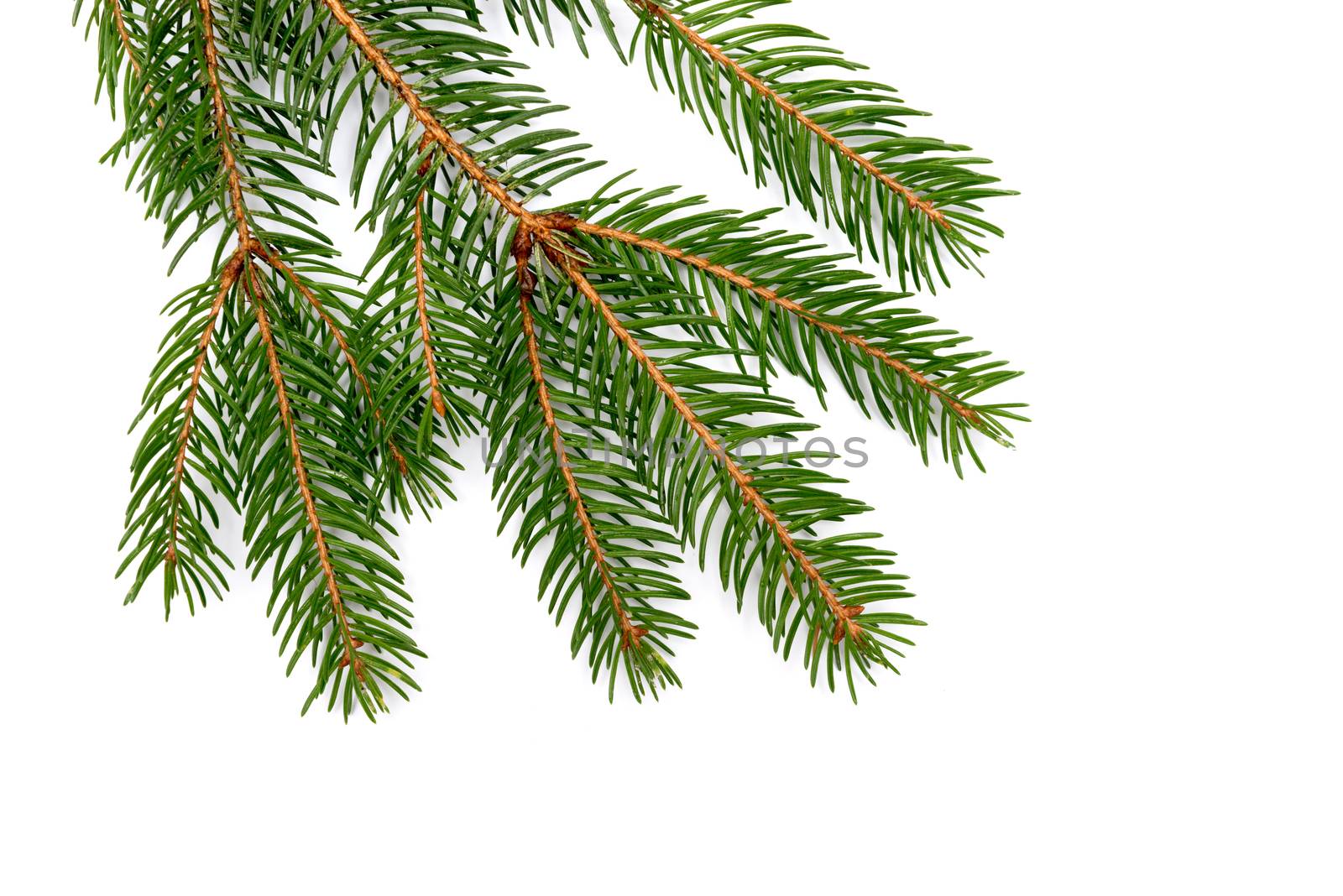 Fir branch isolated on white background by DNKSTUDIO