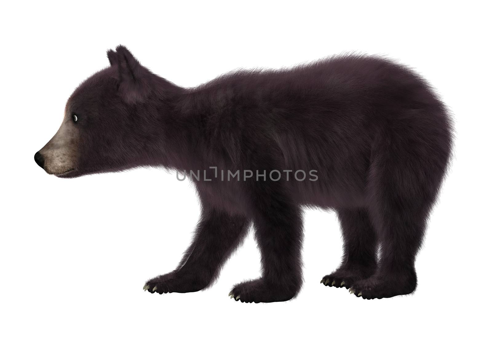 3D digital render of a black bear cub isolated on white background