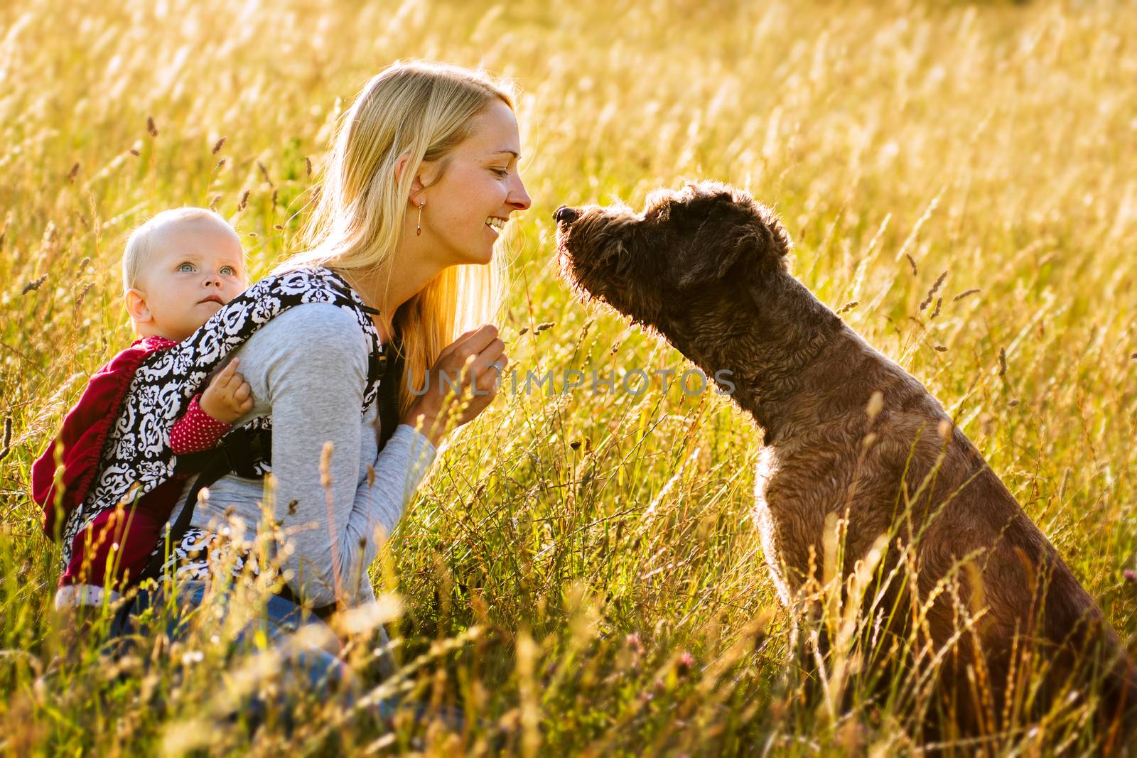Young mother with her daughter and dog resting in a sunny afternoon in a meadow surrounded by golden light and high grass