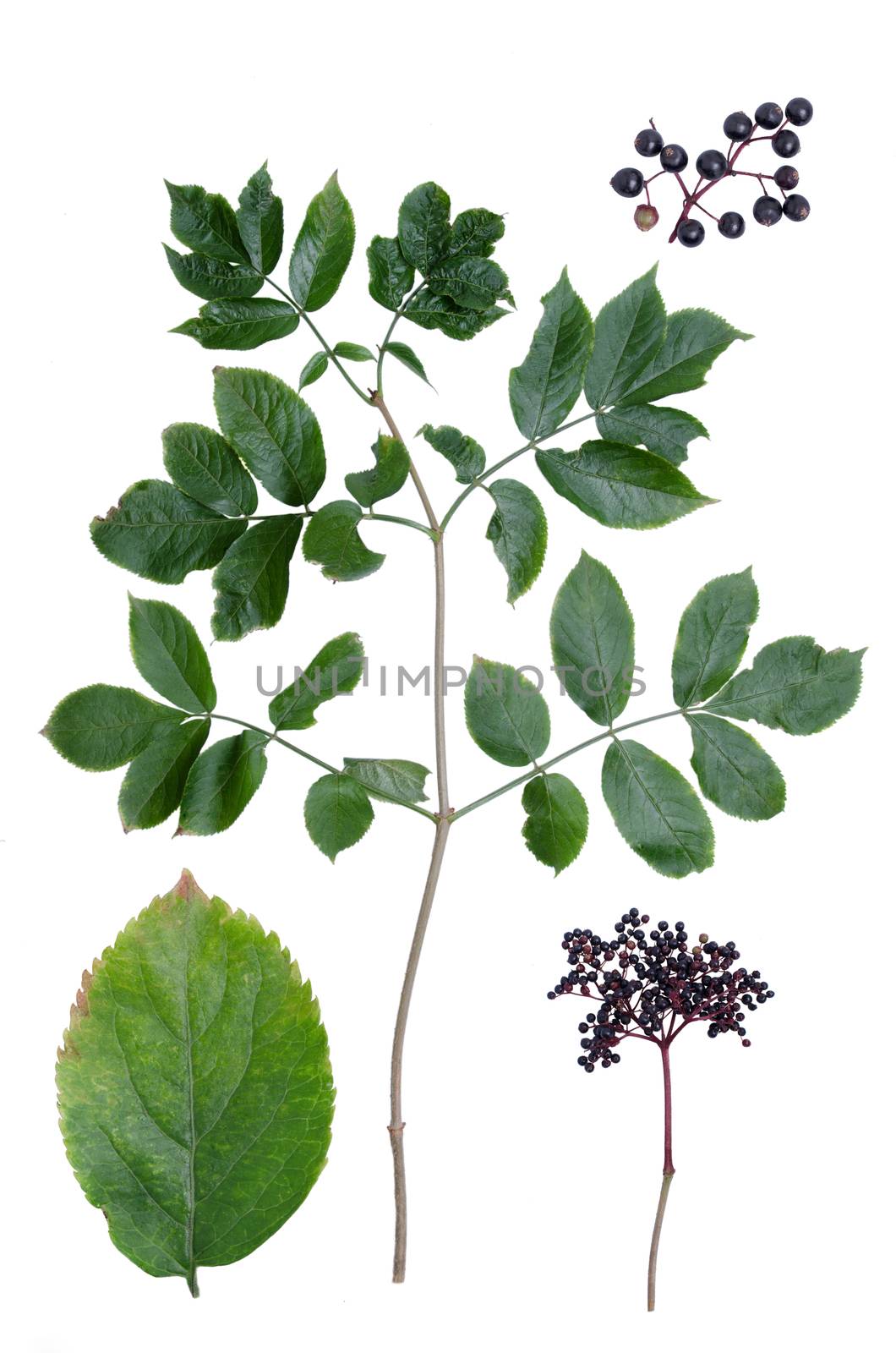 Sambucus nigra leaves and berries isolated on white background.