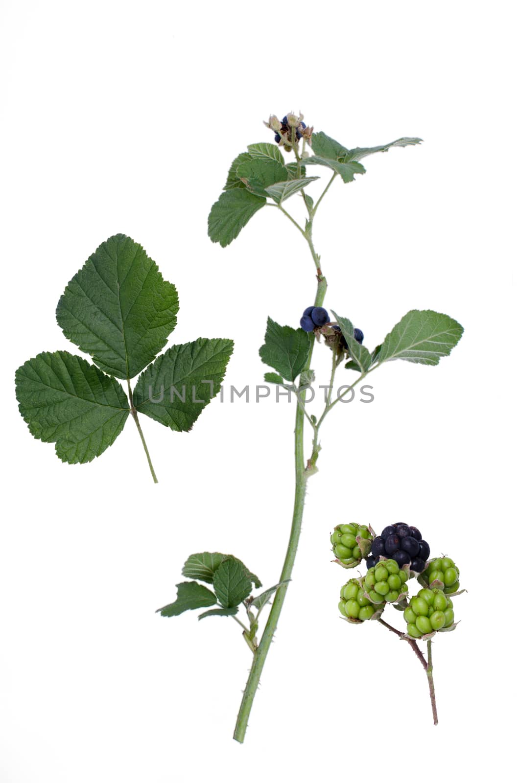 Blackberry plant and detail of leaf and berries isolated on white background.