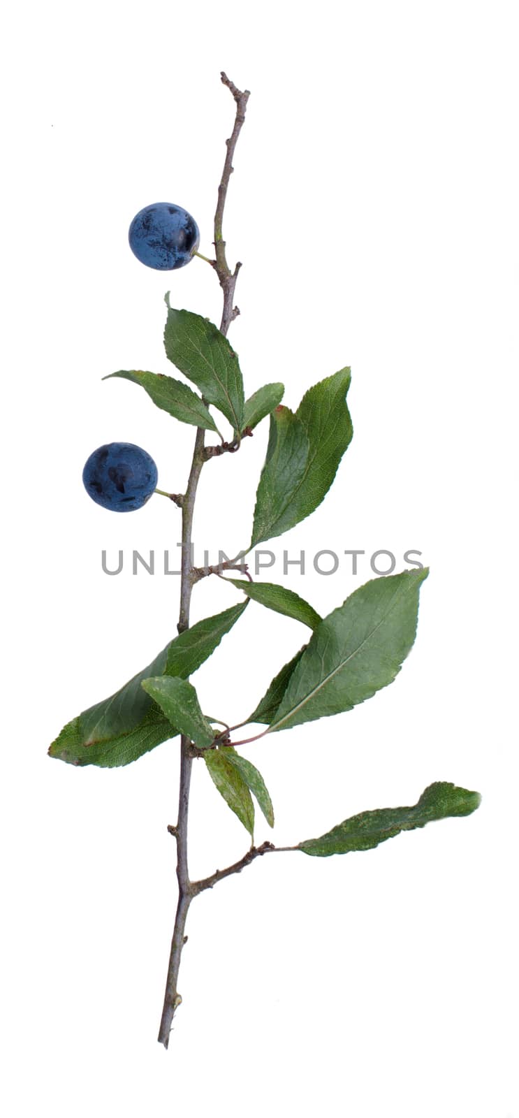 Prunus spinosa twig with berries isolated on white background.