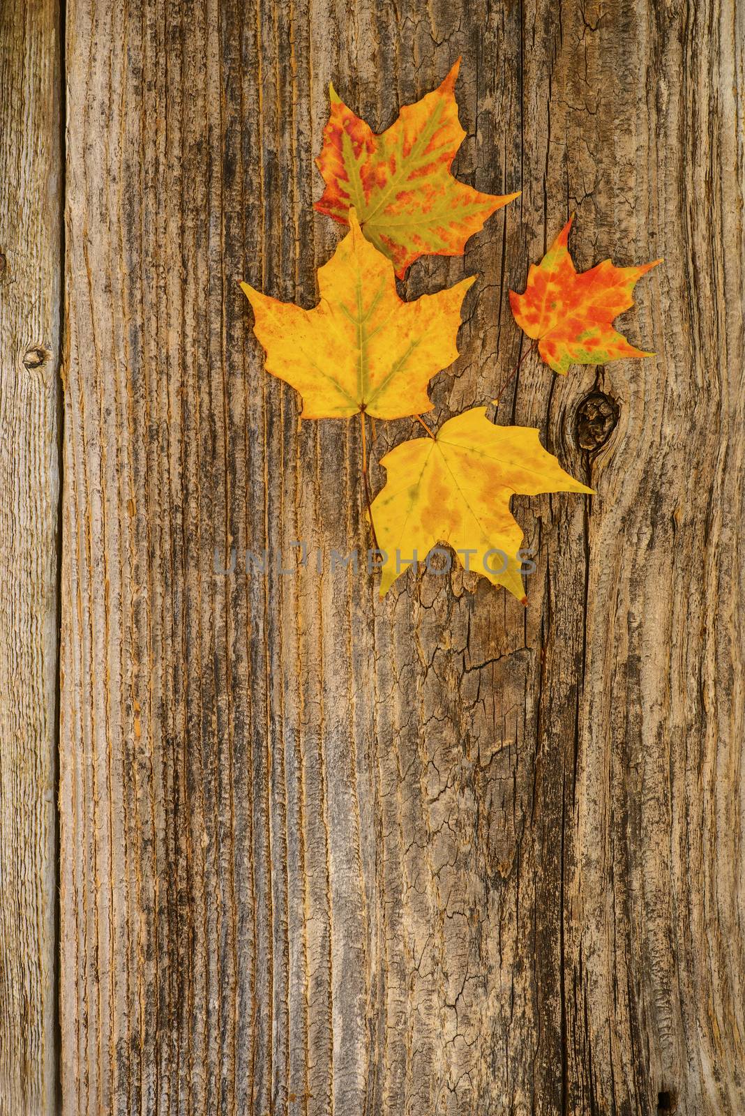 Colorful maple leaves on a weathered barnboard background.