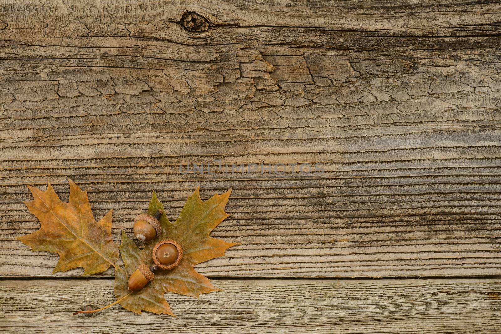 Oak leaves and acorns on a weathered barnboard background.