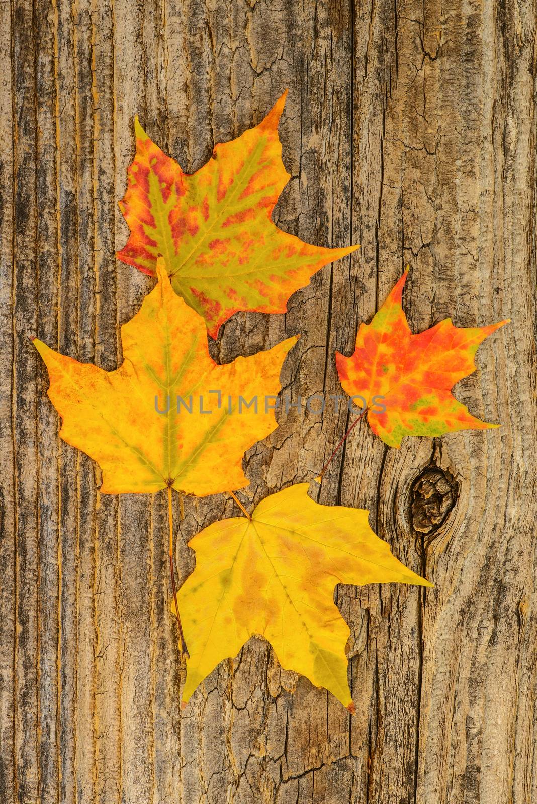 Colorful maple leaves on a weathered barnboard background.