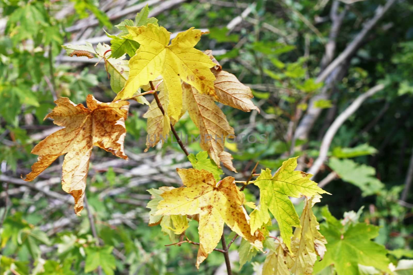 Green and yellow leaves on the branch in the autumn forest