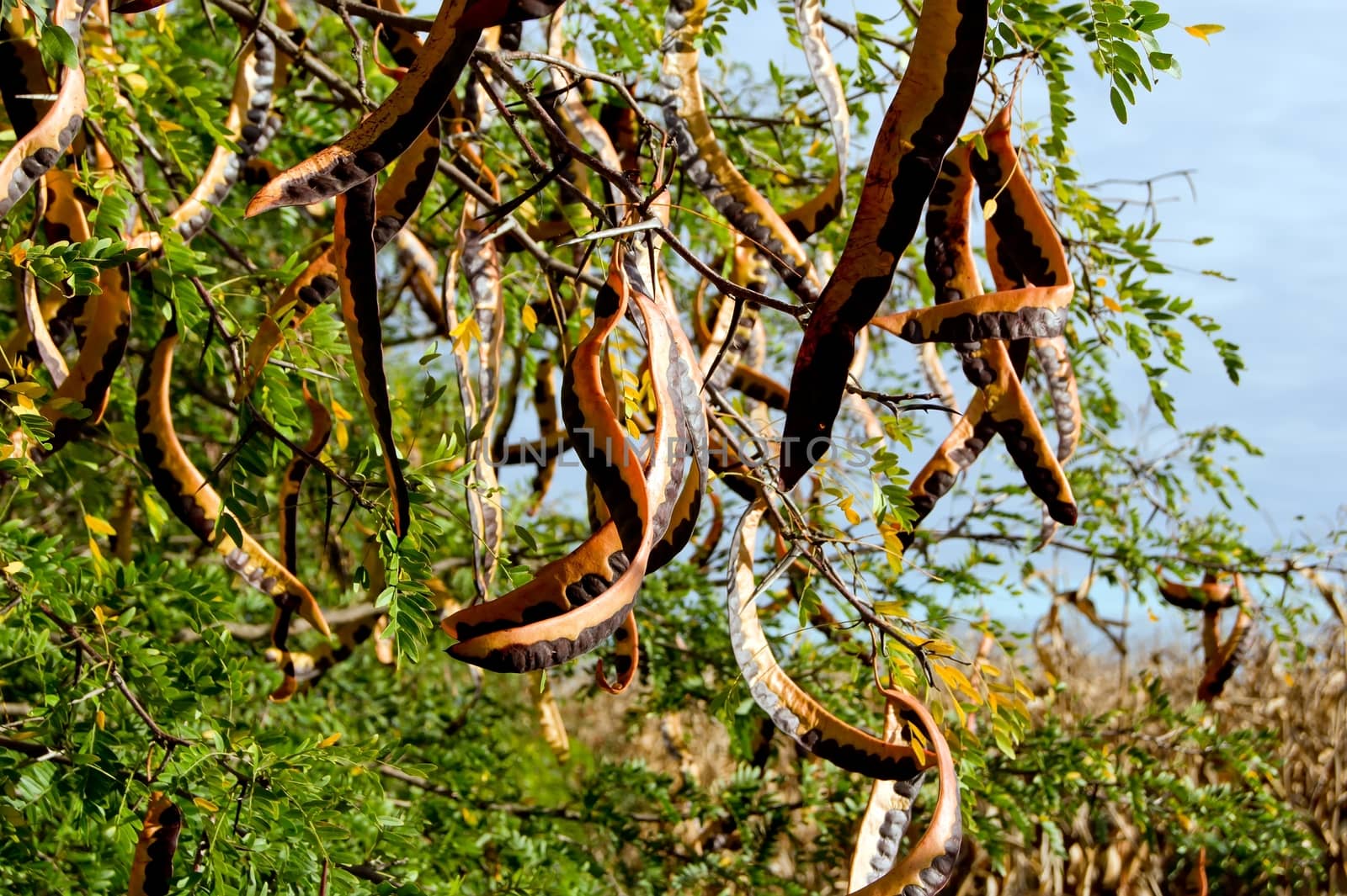 From the Honey locust (Gleditsia triacanthos) edible fruits.