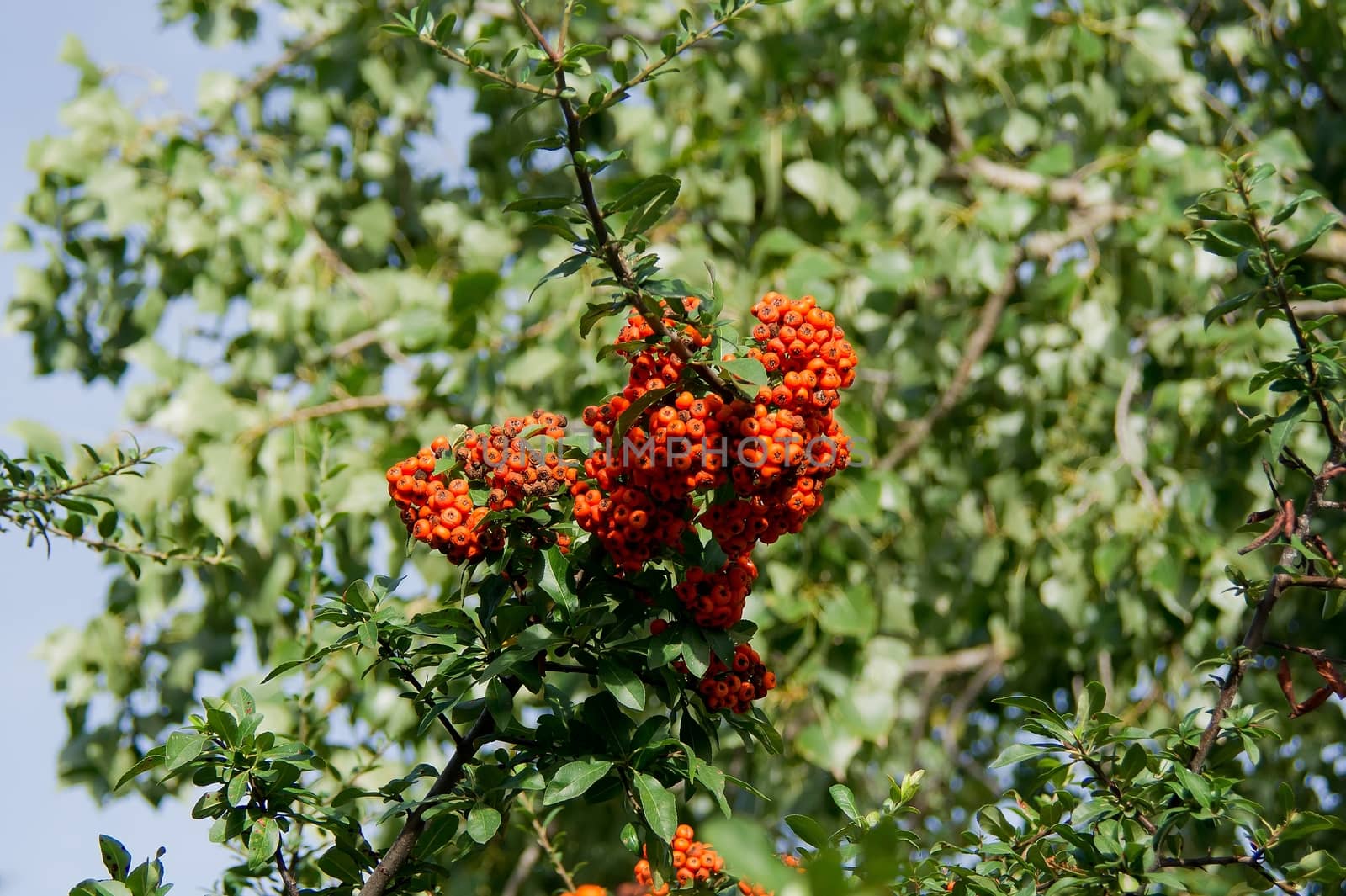 The fire thorn (Pyracantha coccinea) yields the park ornament.