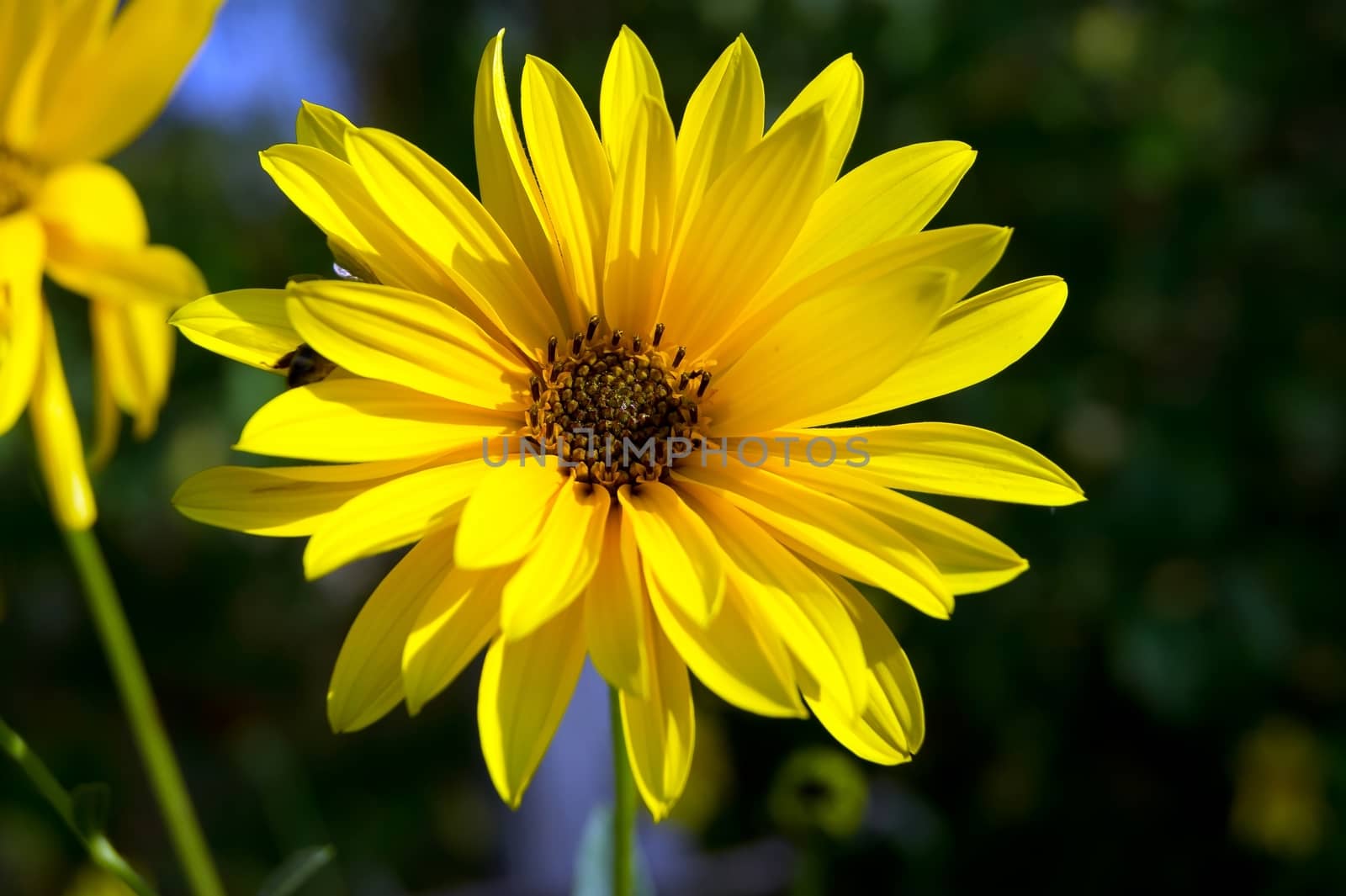 The yellow daisy (Argyranthemum frutescens) beautiful autumn flower.