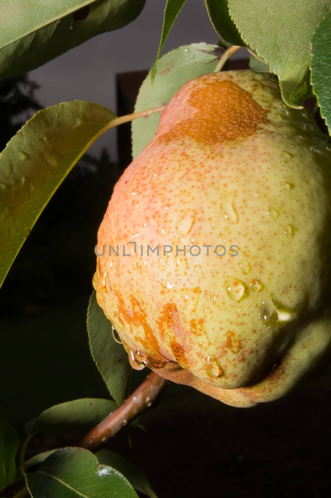 In the autumn of delicious pears ripen on the tree.