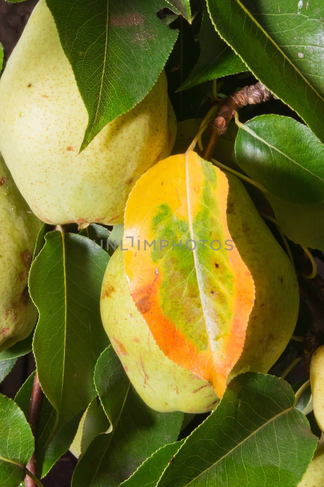 In the autumn of delicious pears ripen on the tree.