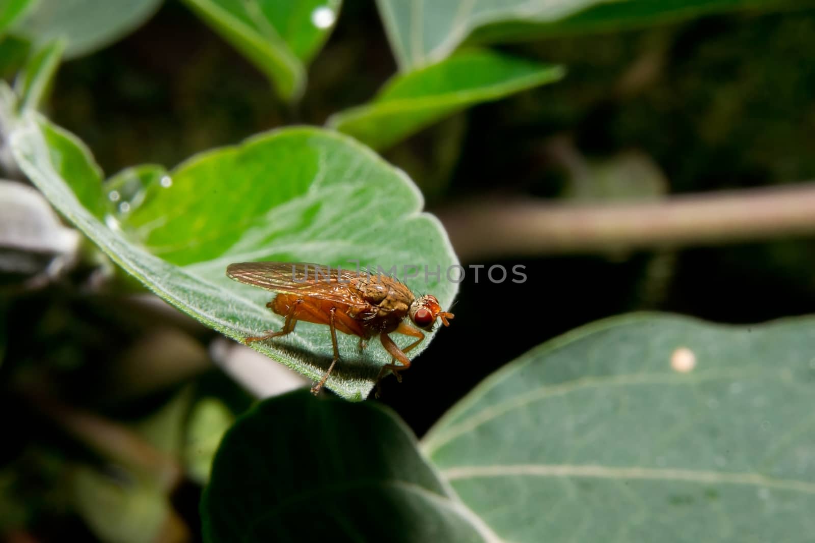 The brown hoverfly (Syrphidae) resting on a leaf.