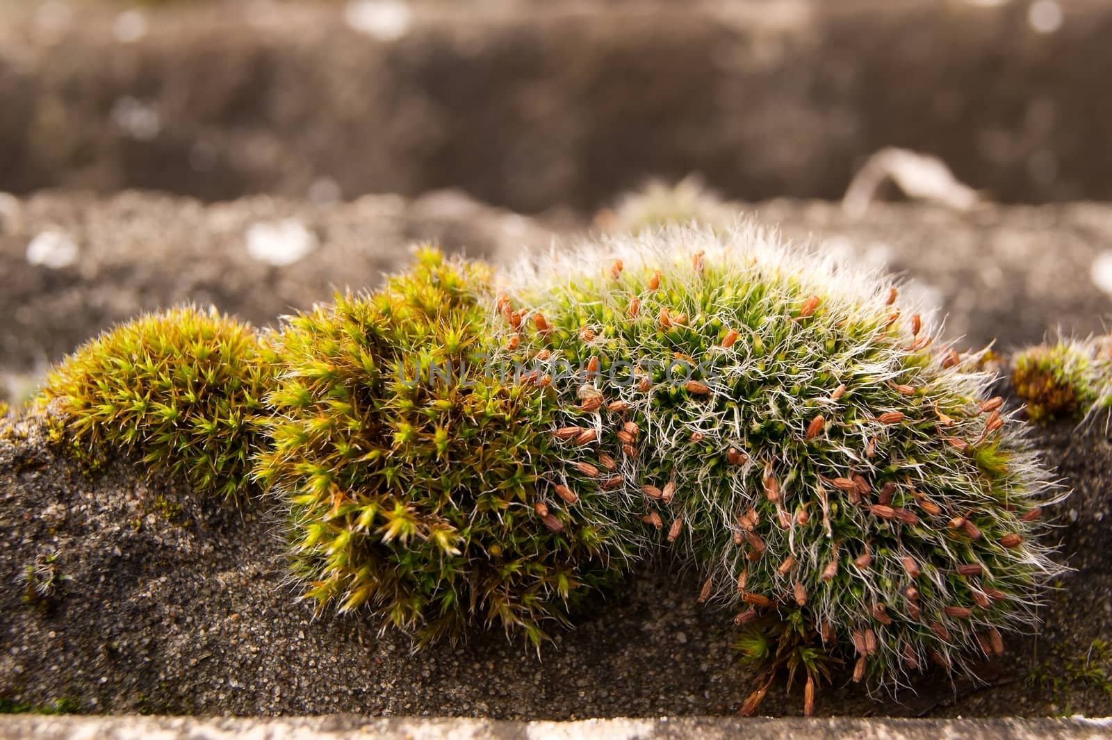 The flowering moss on the bottom of the forest.