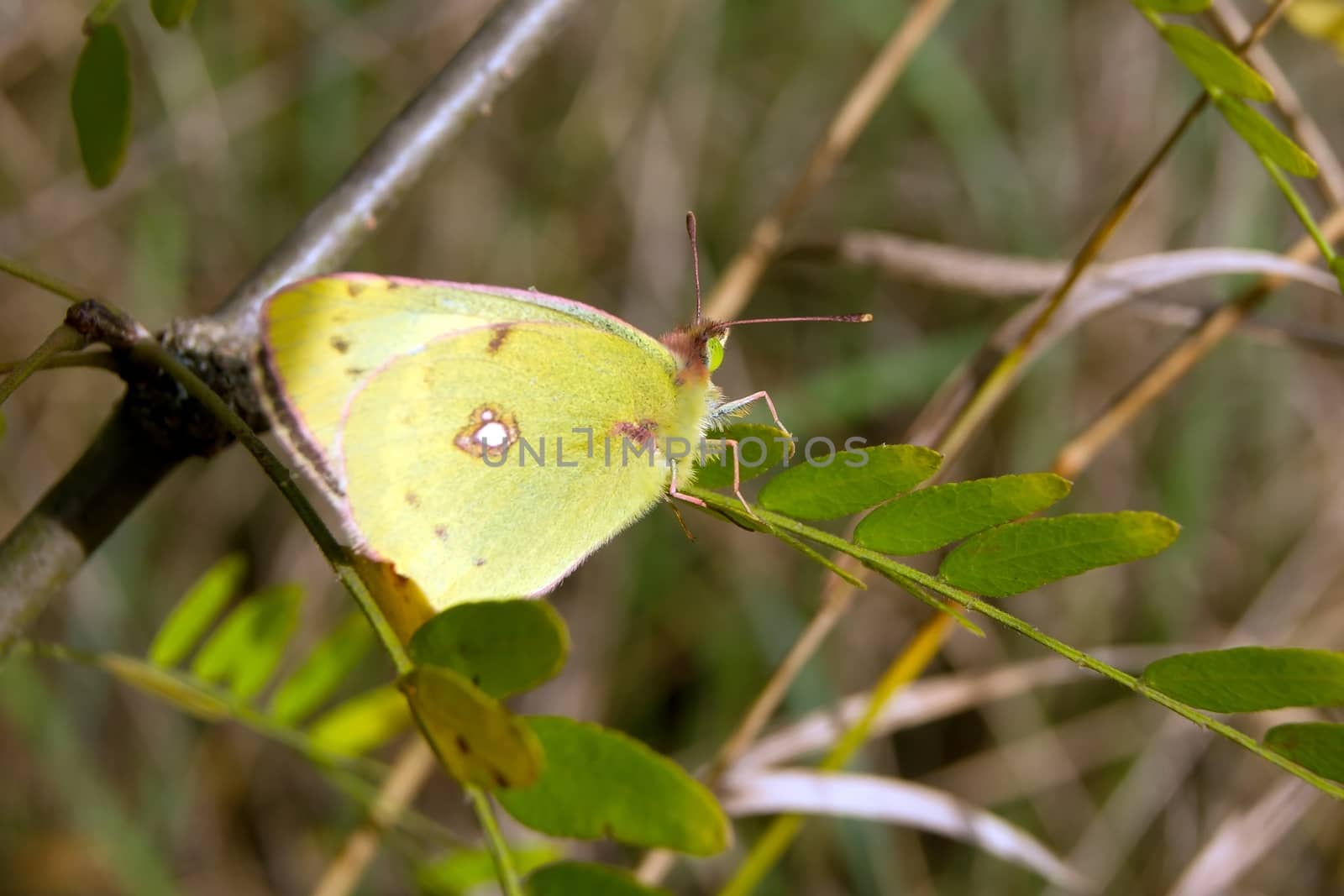 The yellow sulfur butterfly (colias philodice) in the grass.