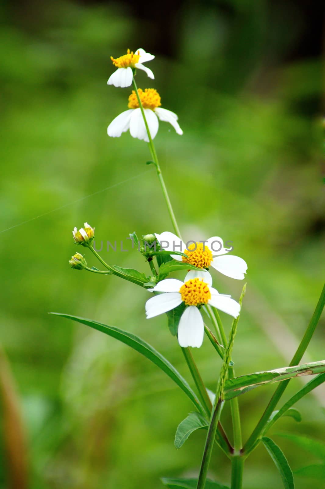 blooming white color wild flowers on blurred background