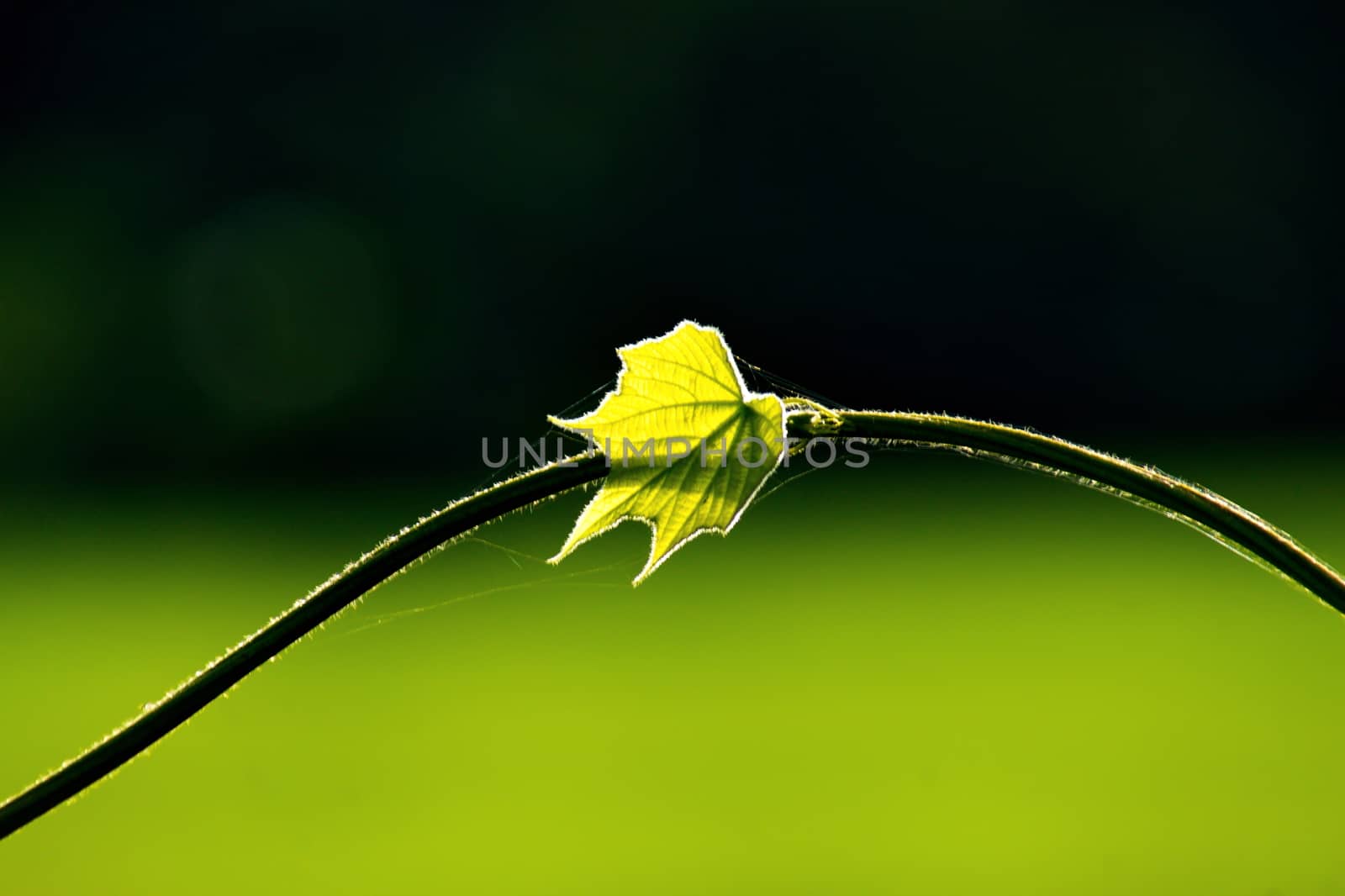 Fresh green leaf and vine on blur background, with rimlight in photo.