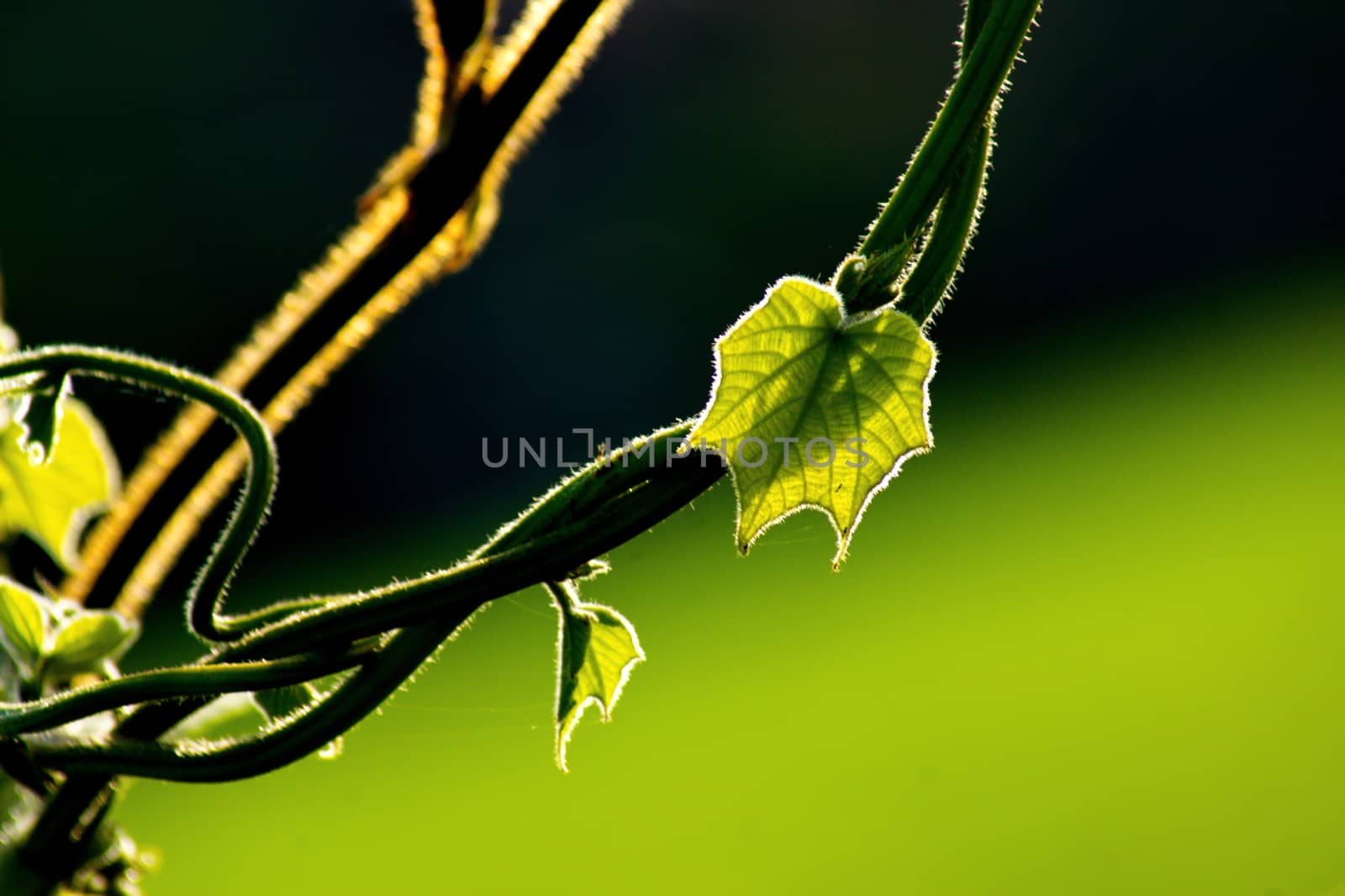 Fresh green leaf and vine on blur background, with rimlight in photo.