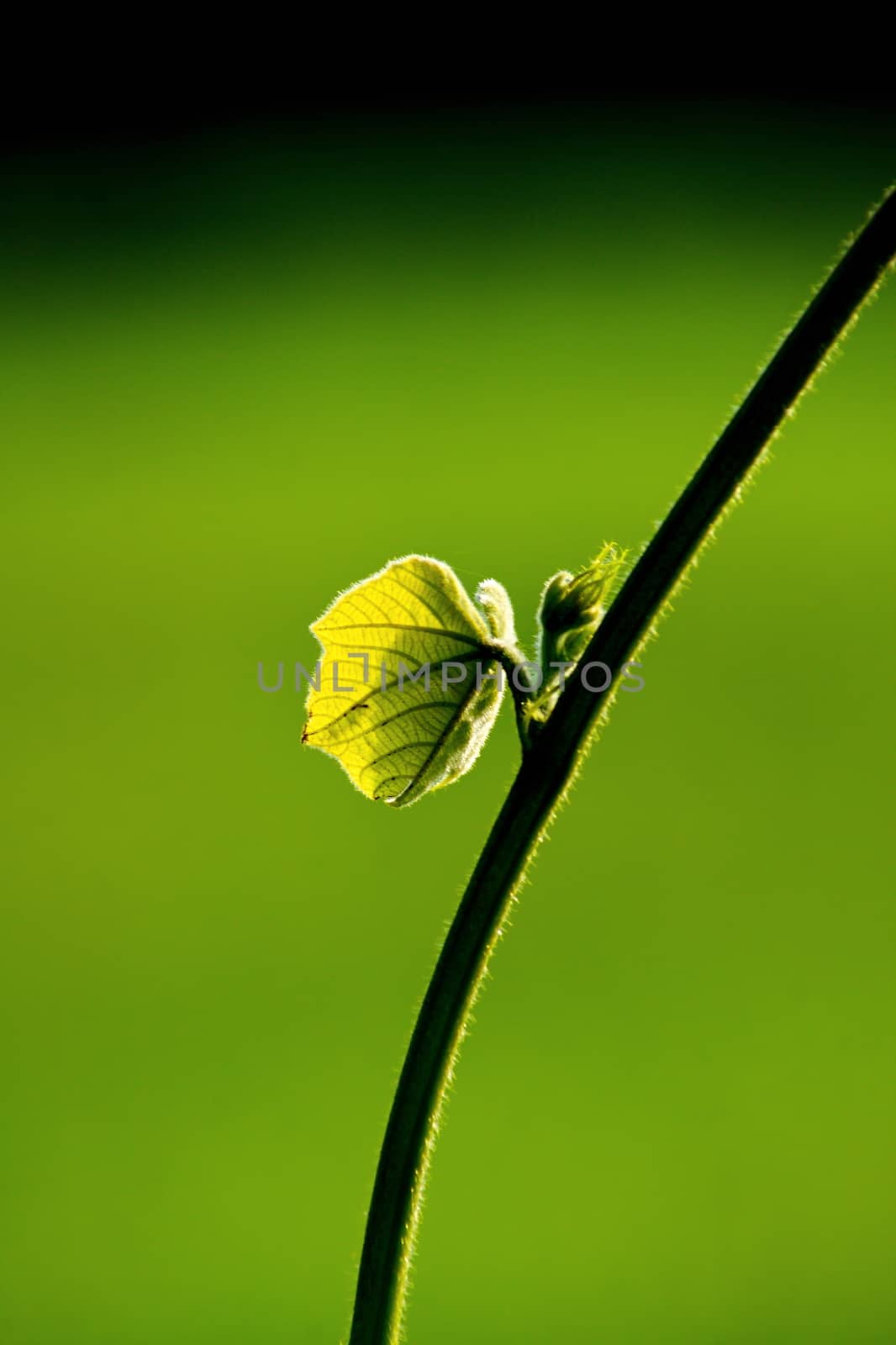 Fresh green leaf and vine on blur background, with rimlight in photo.