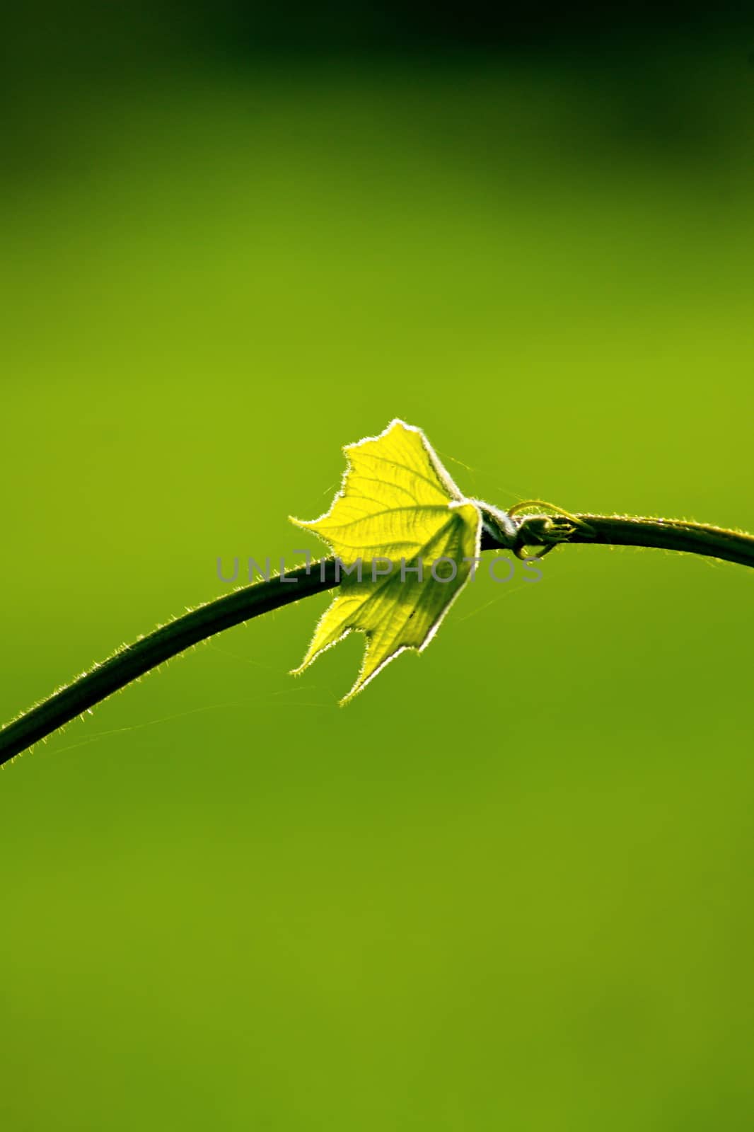 Fresh green leaf and vine on blur background, with rimlight in photo.