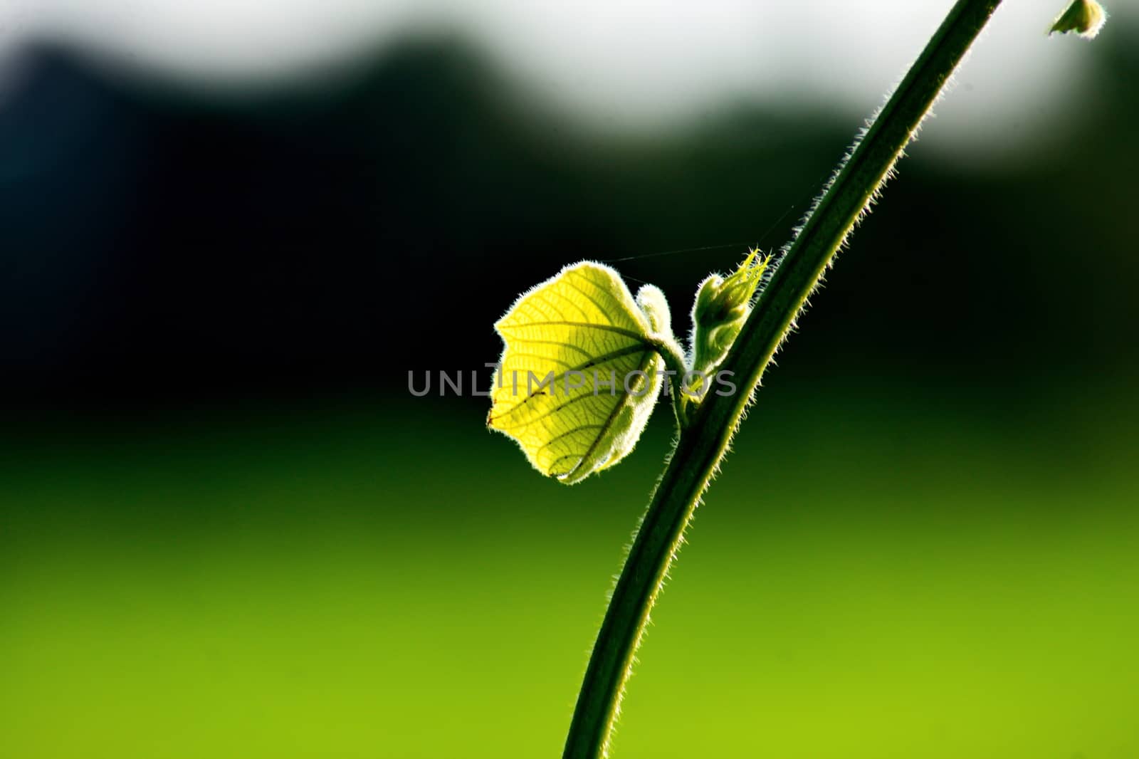 Fresh green leaf and vine on blur background, with rimlight in photo.