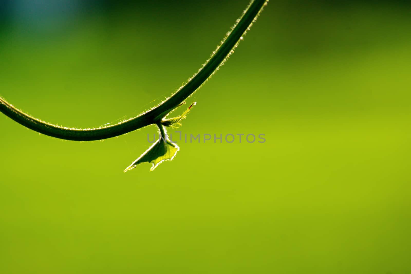 Fresh green leaf and vine on blur background, with rimlight in photo.