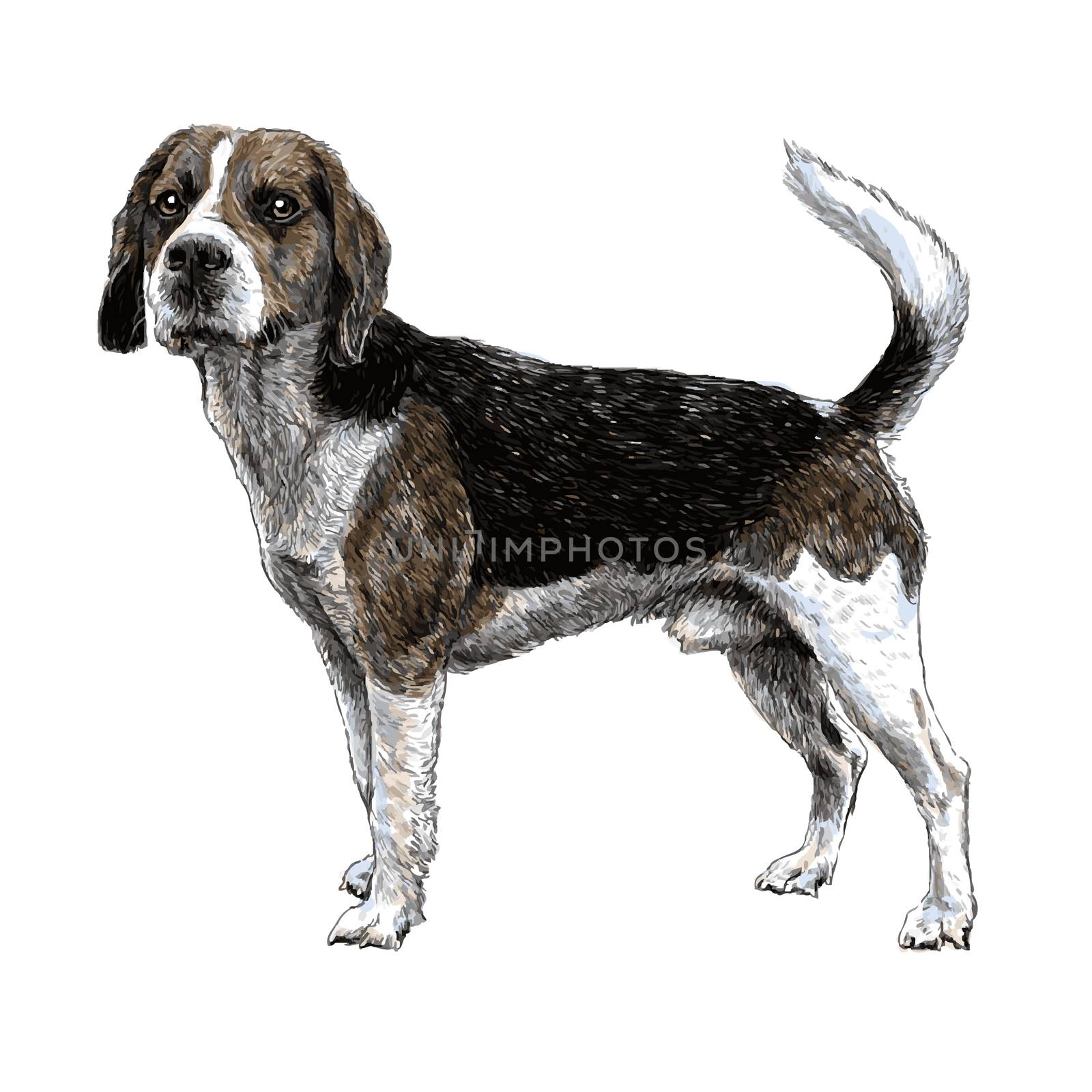 beagle hand drawn by simpleBE