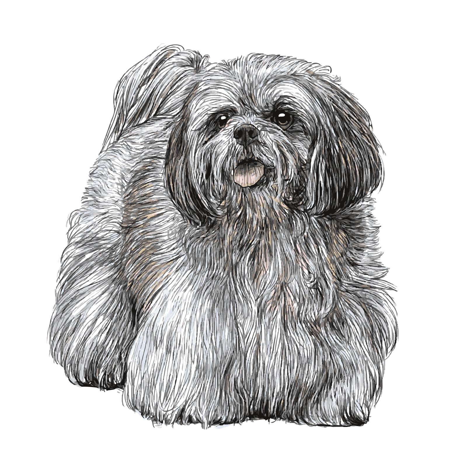 Image of Lhasa Apso hand drawn vector