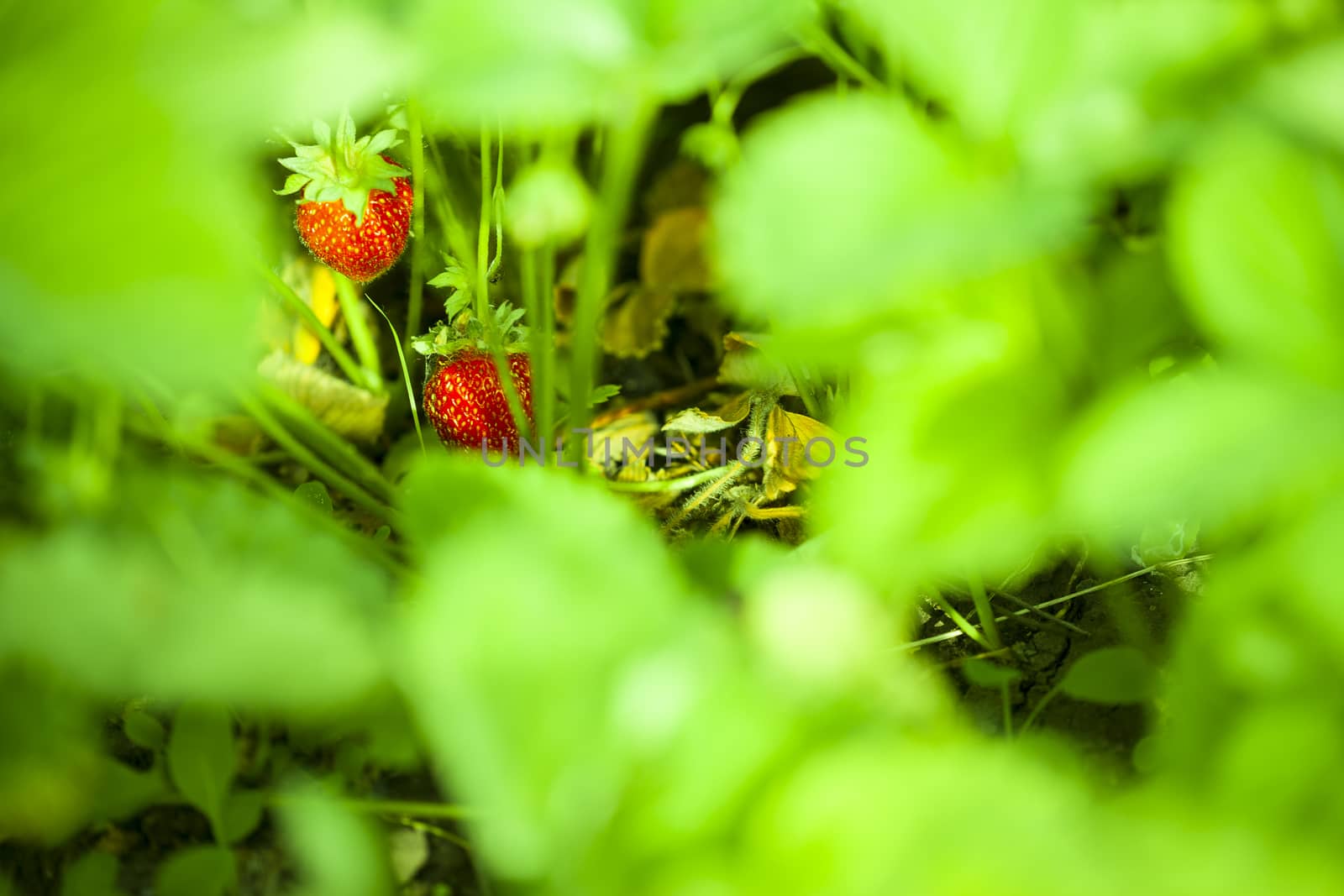 Ripe strawberry on a bush in the summer garden on a sunny day