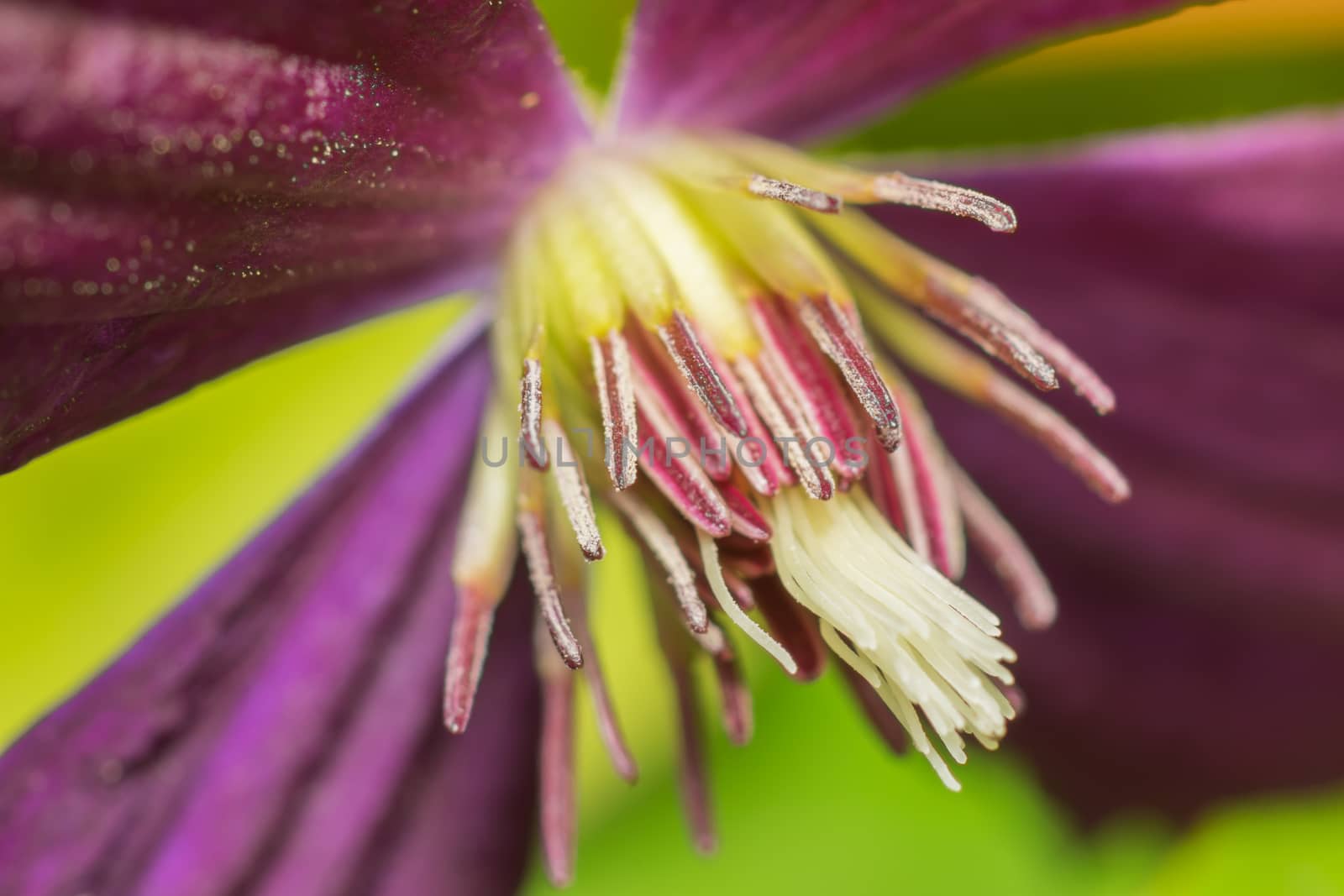 Purple clematis flower