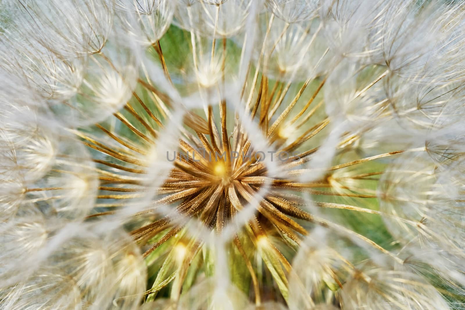 Dandelion closeup (texture)