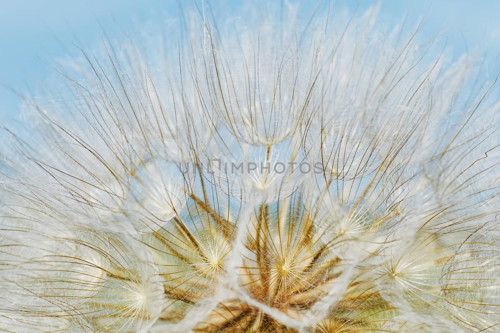 Dandelion closeup (texture)