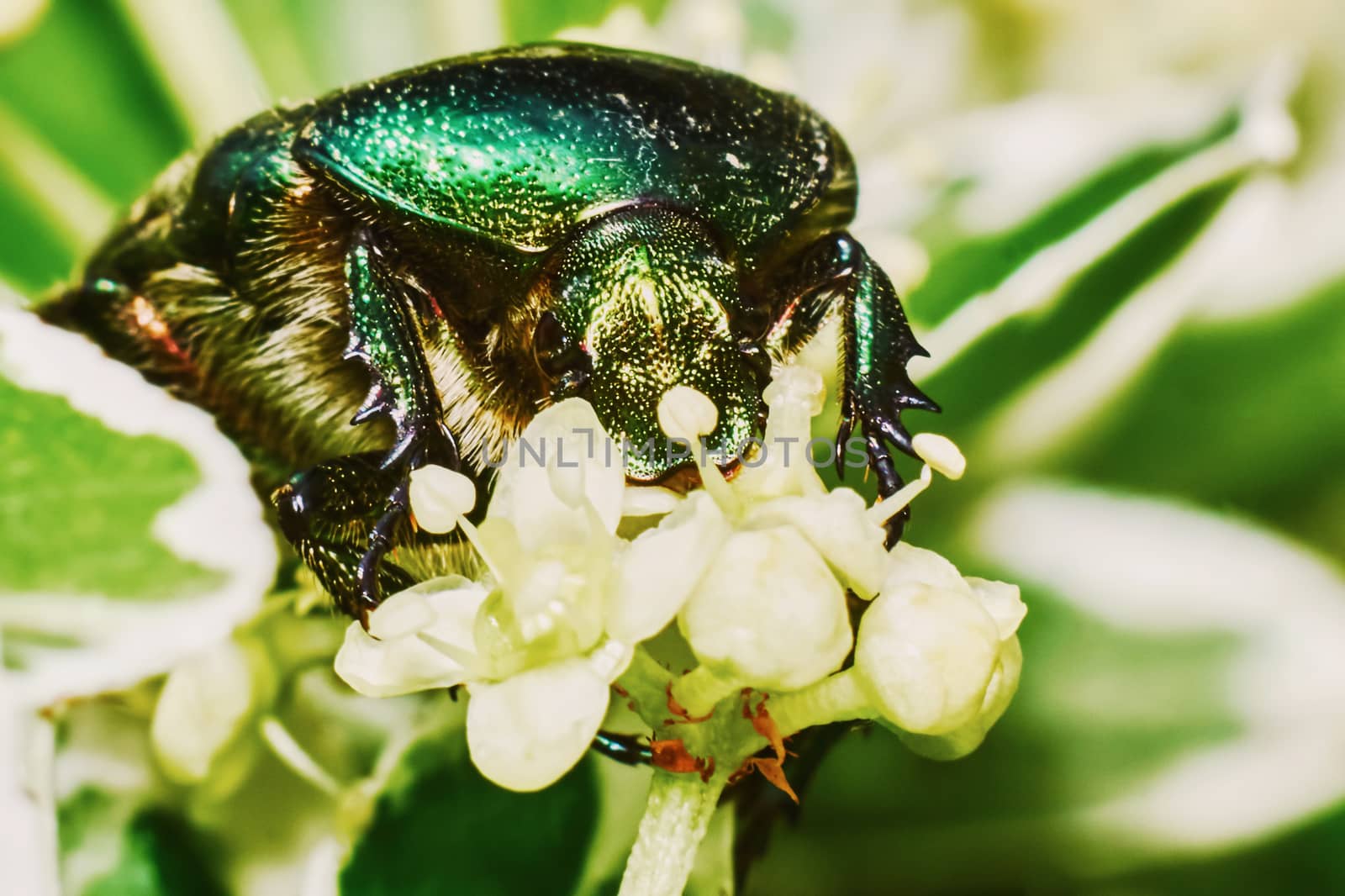 Green chafer on a flowering tree                               