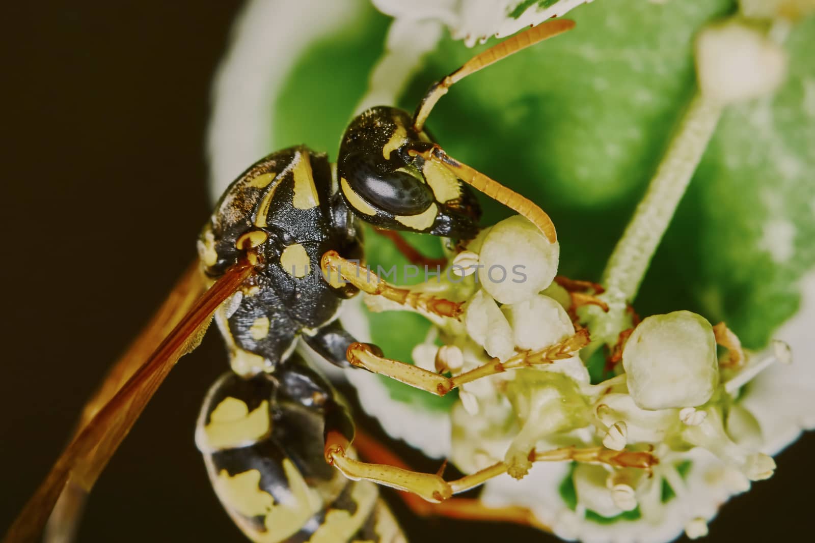Wasp on a flowering tree in the summer garden                               