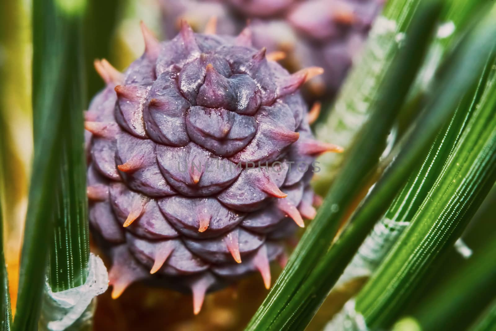Emerging pine cone closeup