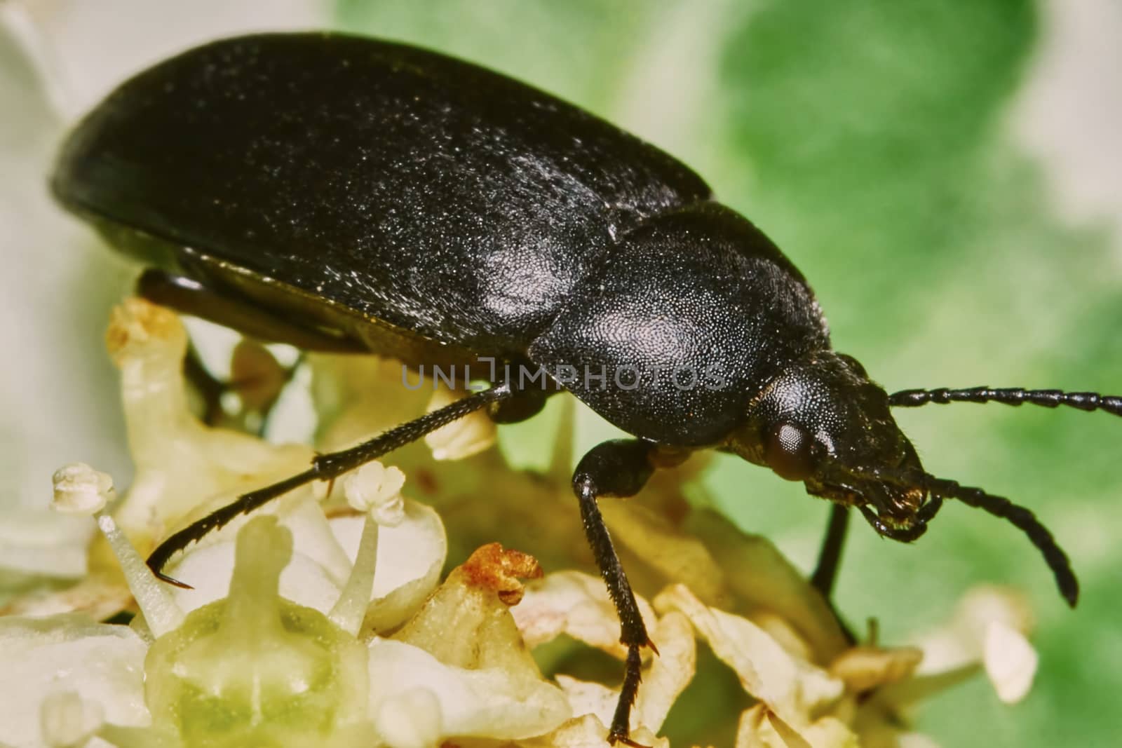  Black beetle on a flowering ash tree                              