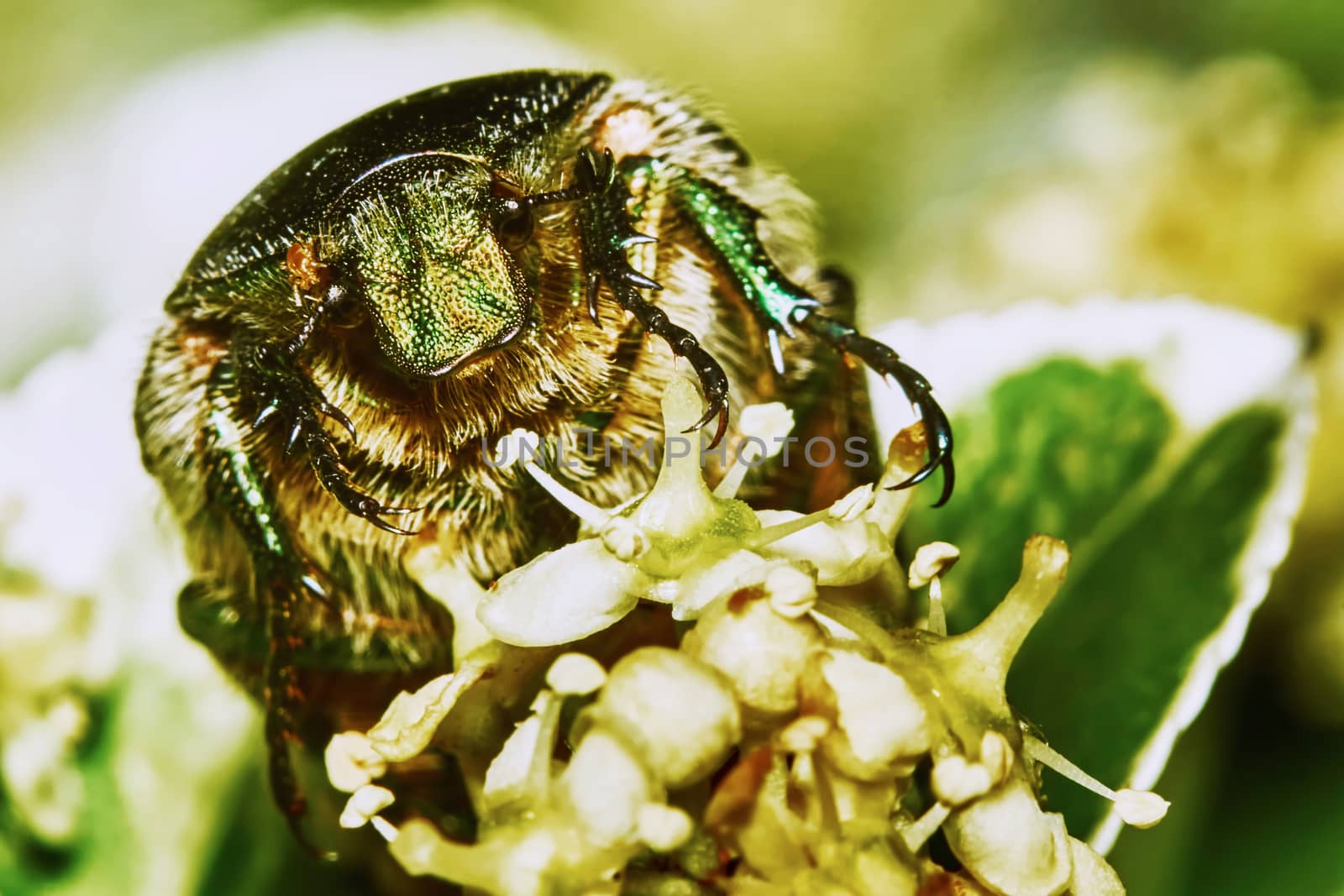 Green chafer on a flowering tree                               