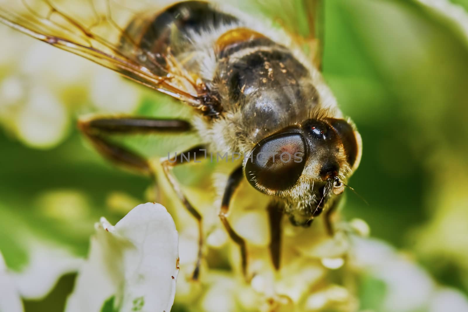 Bee on flowering shrubs in the garden
                              