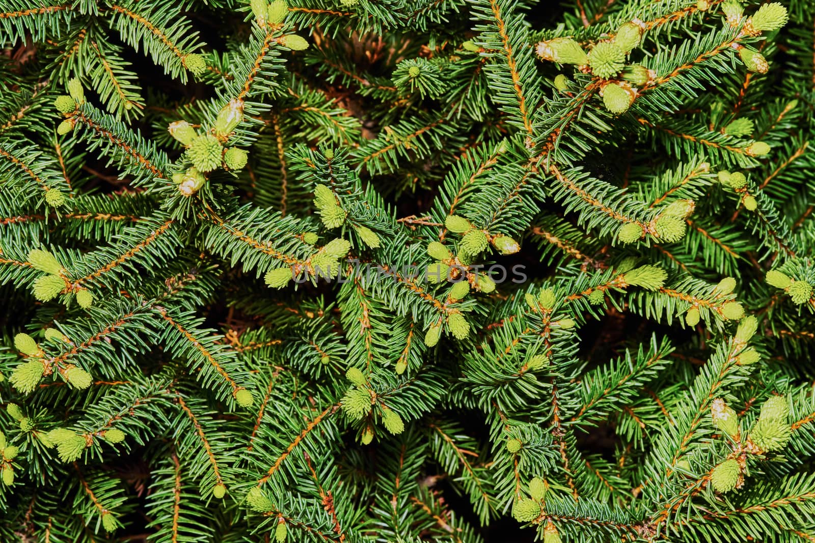 Spruce spherical close-up (texture)                               