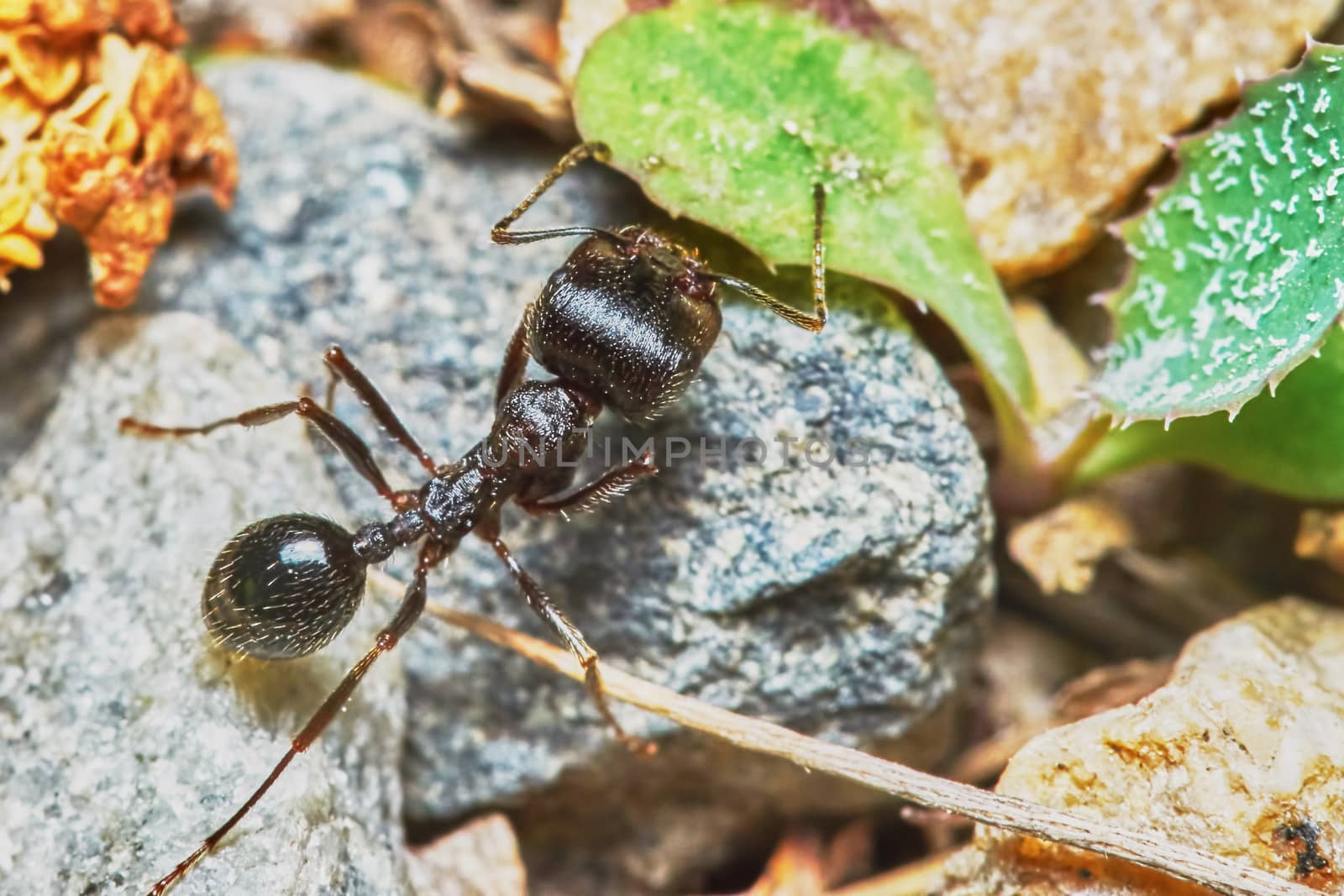  Ant outside in the garden close-up                              