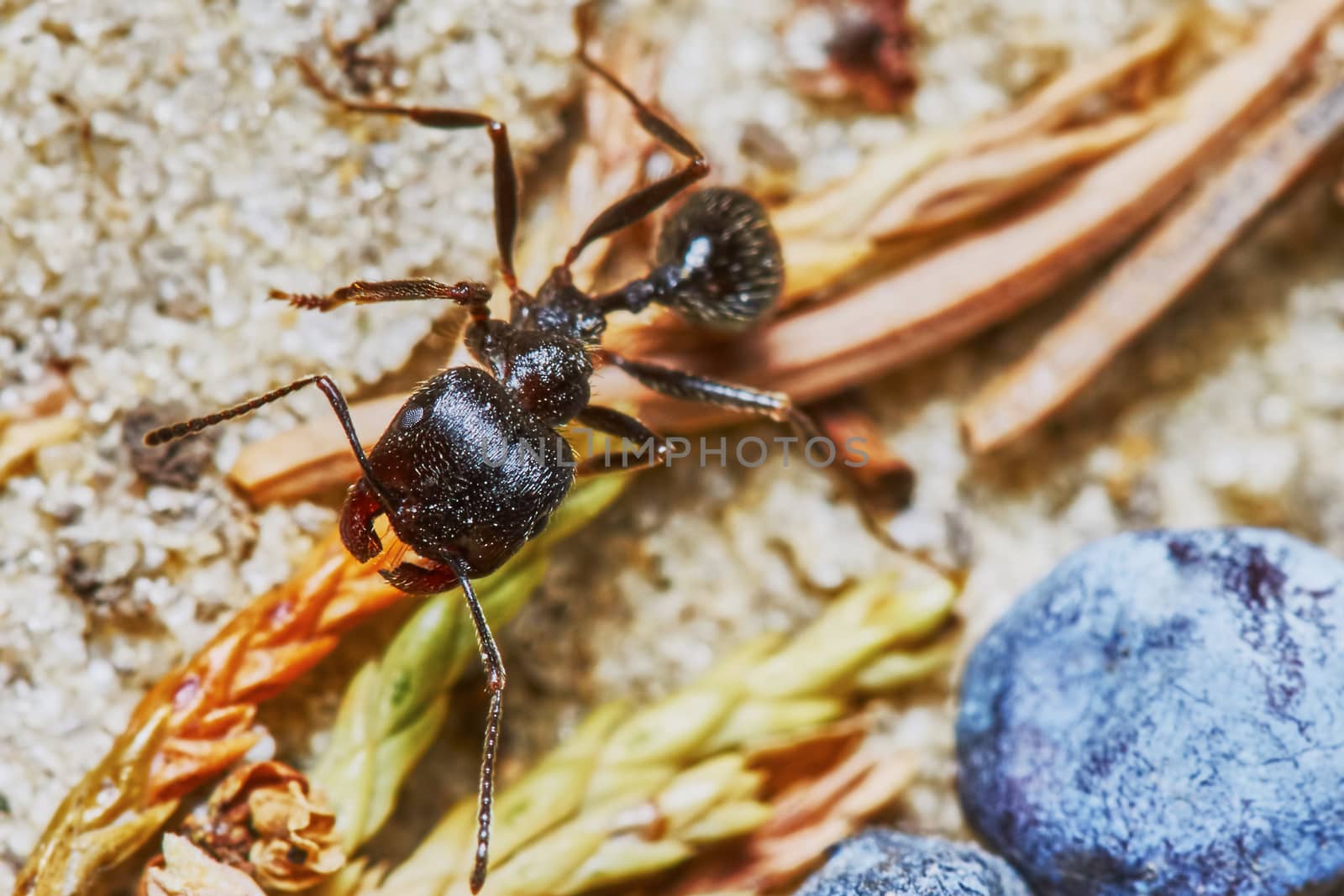  Ant outside in the garden close-up                                                             