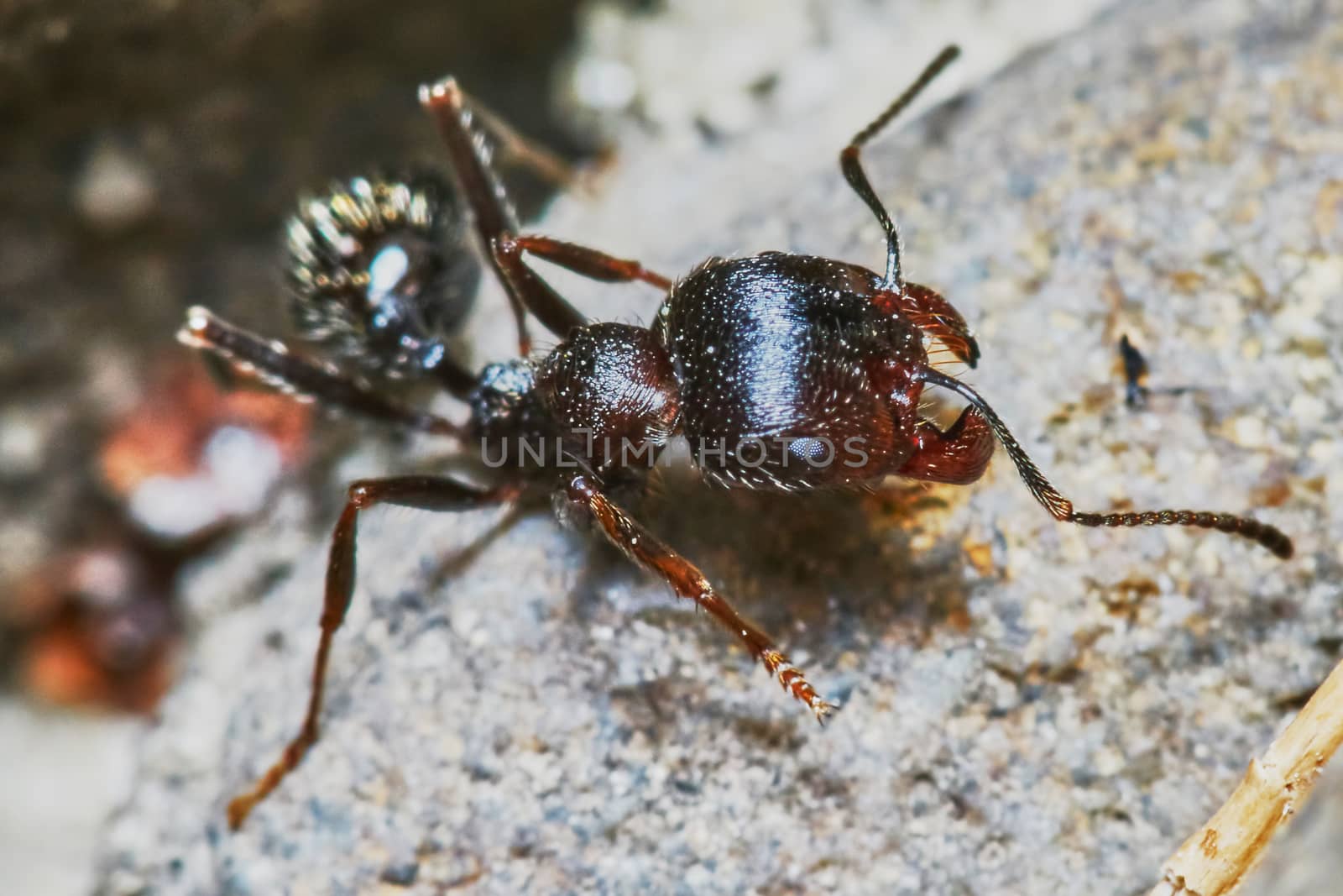  Ant outside in the garden close-up                                                             