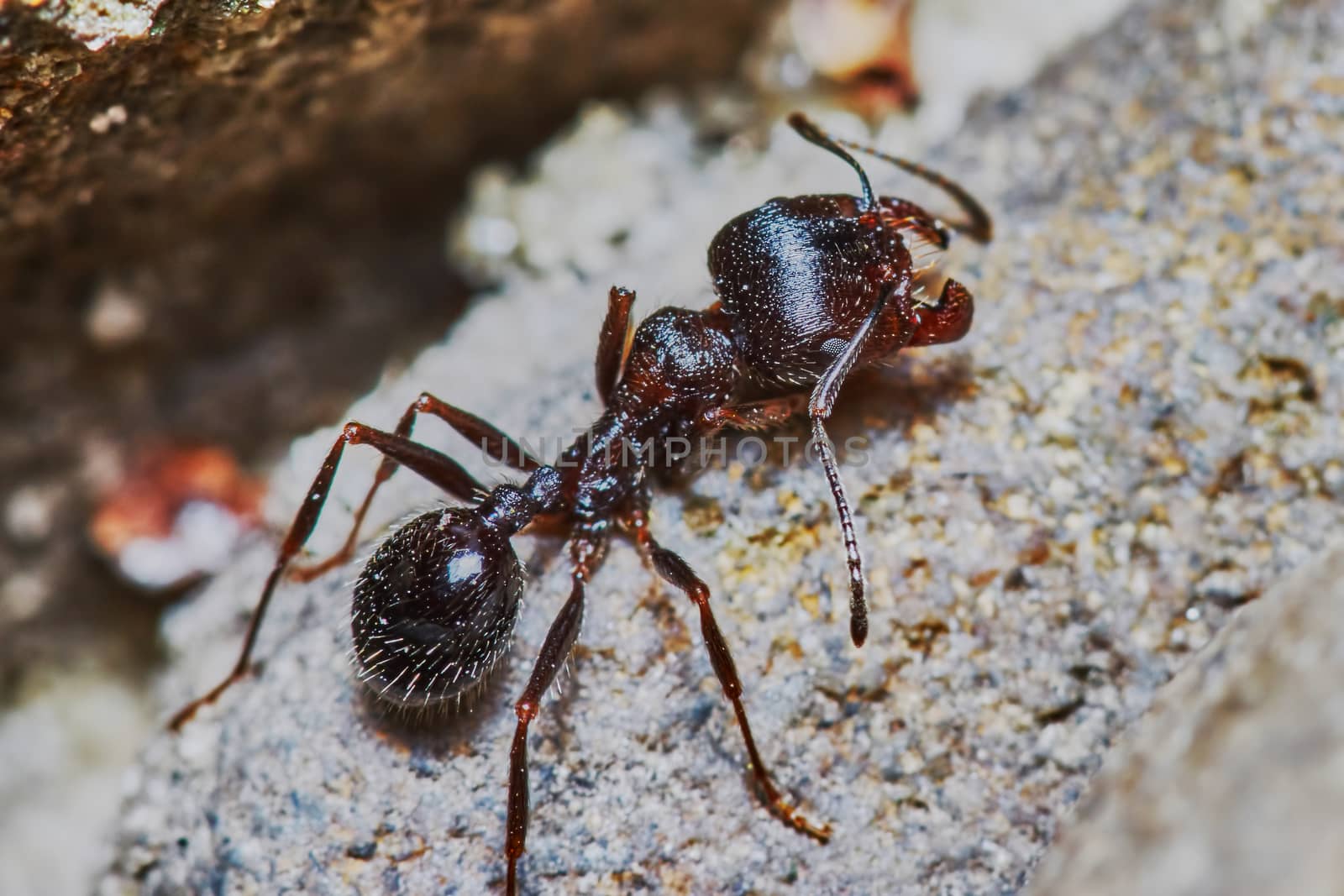  Ant outside in the garden close-up                              