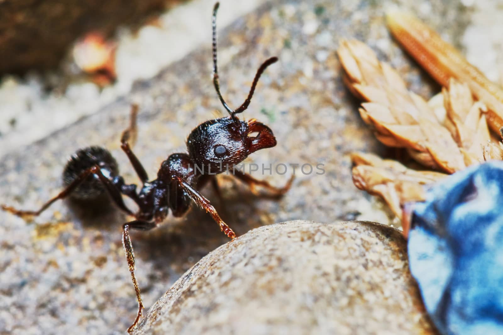  Ant outside in the garden close-up                              