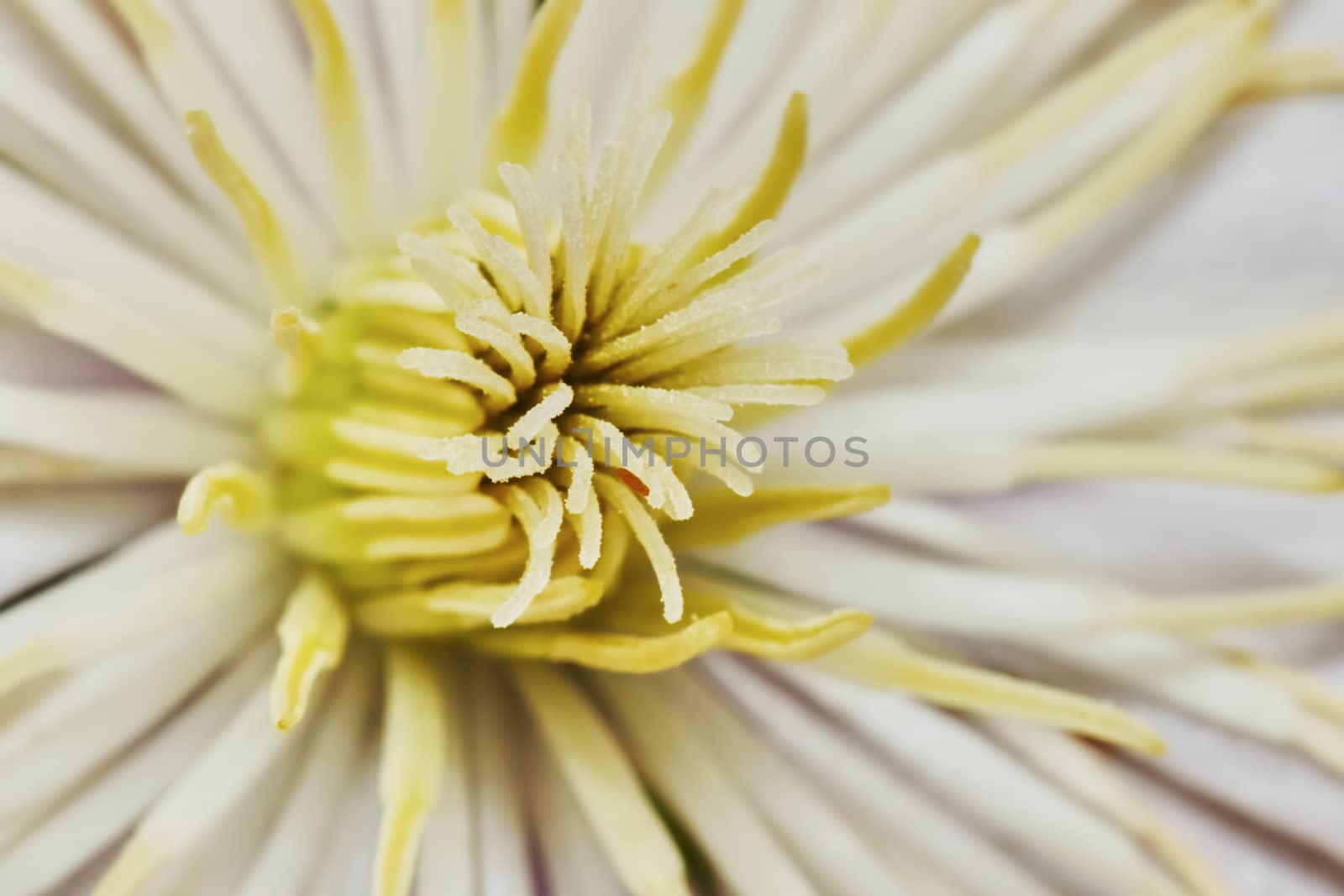 Close-up yellow clematis flower in the garden                               