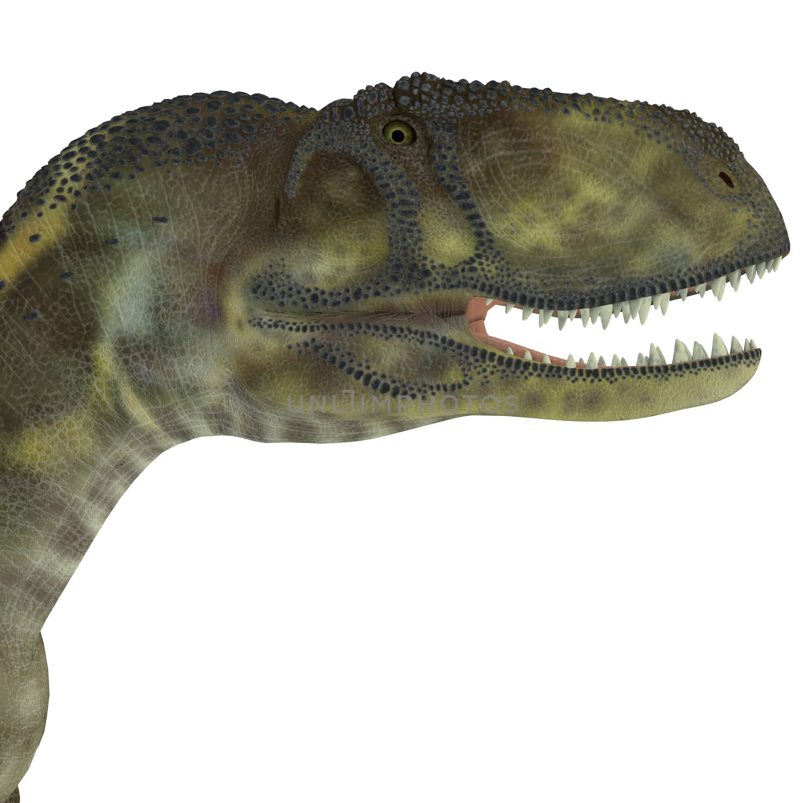 Abelisaurus Dinosaur Head by Catmando