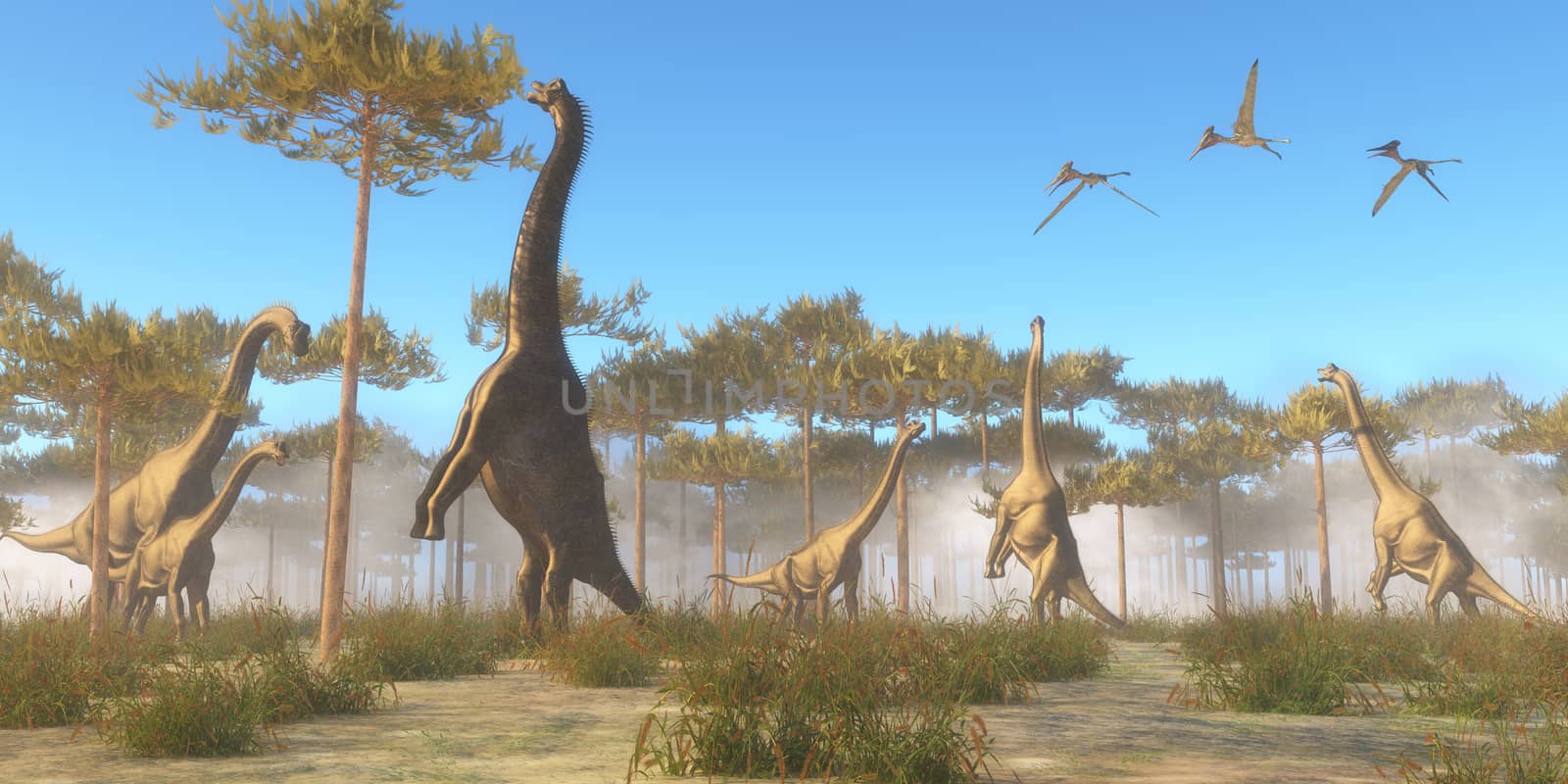Brachiosaurus was a herbivorous sauropod dinosaur that lived in the Jurassic Age of North America. A Brachiosaurus herd browse on tree tops as a flock of Pterodactylus flying reptiles fly overhead.