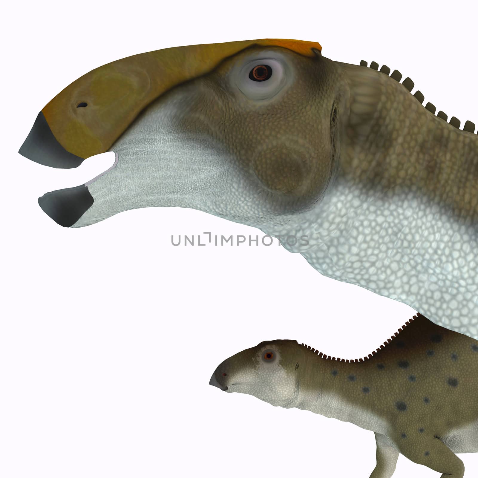 Brachylophosaurus Dinosaur Head by Catmando