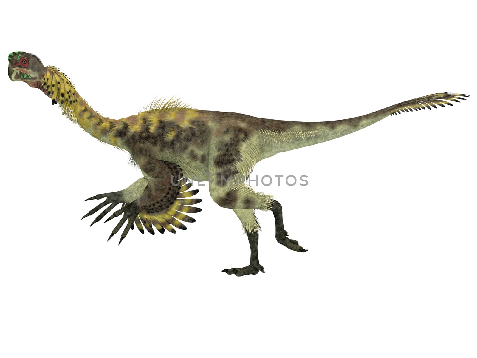 Citipati was a omnivorous theropod dinosaur that lived in Mongolia during the Cretaceous Period.